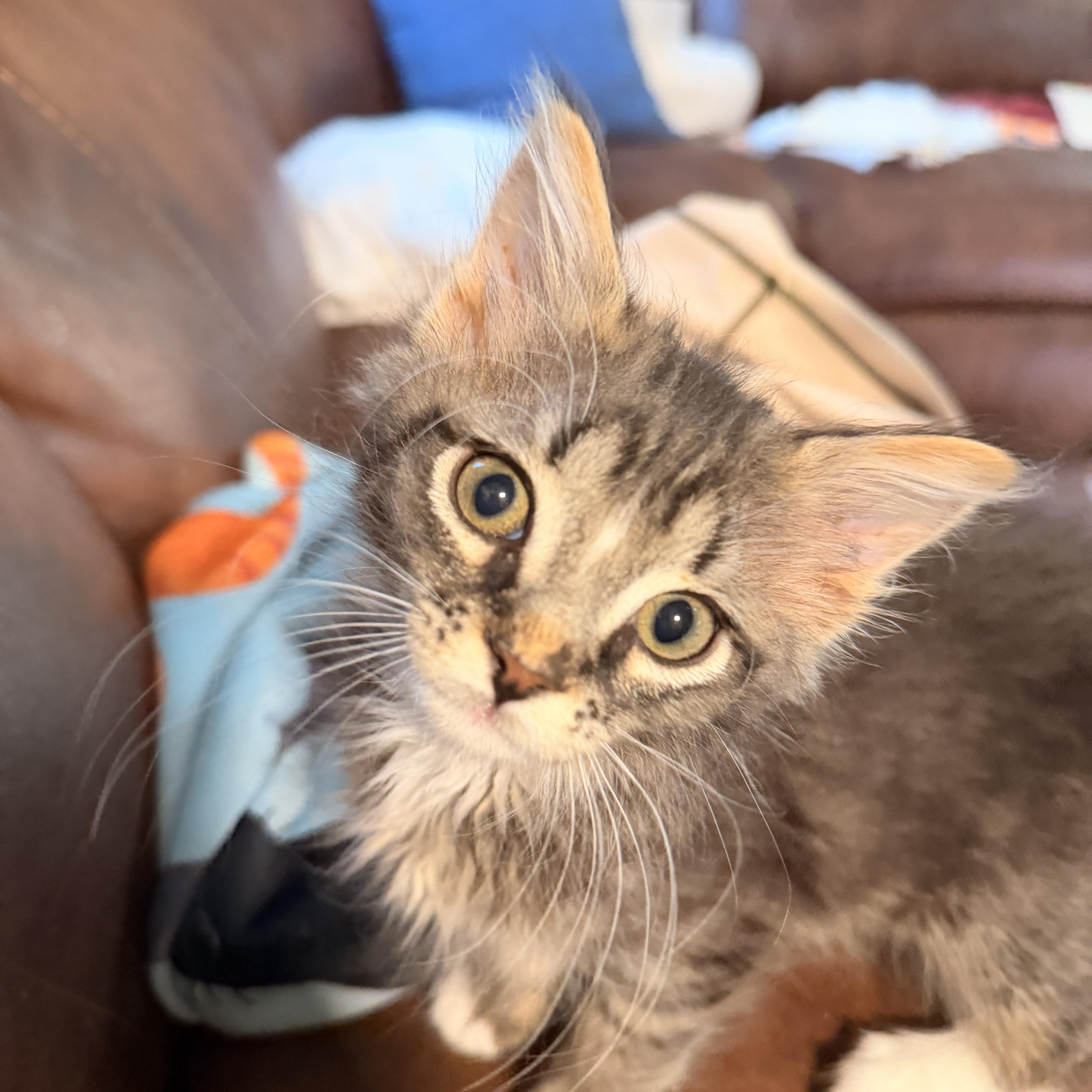 Cyclone, Adoptable, Kitten Male Domestic Long Hair.