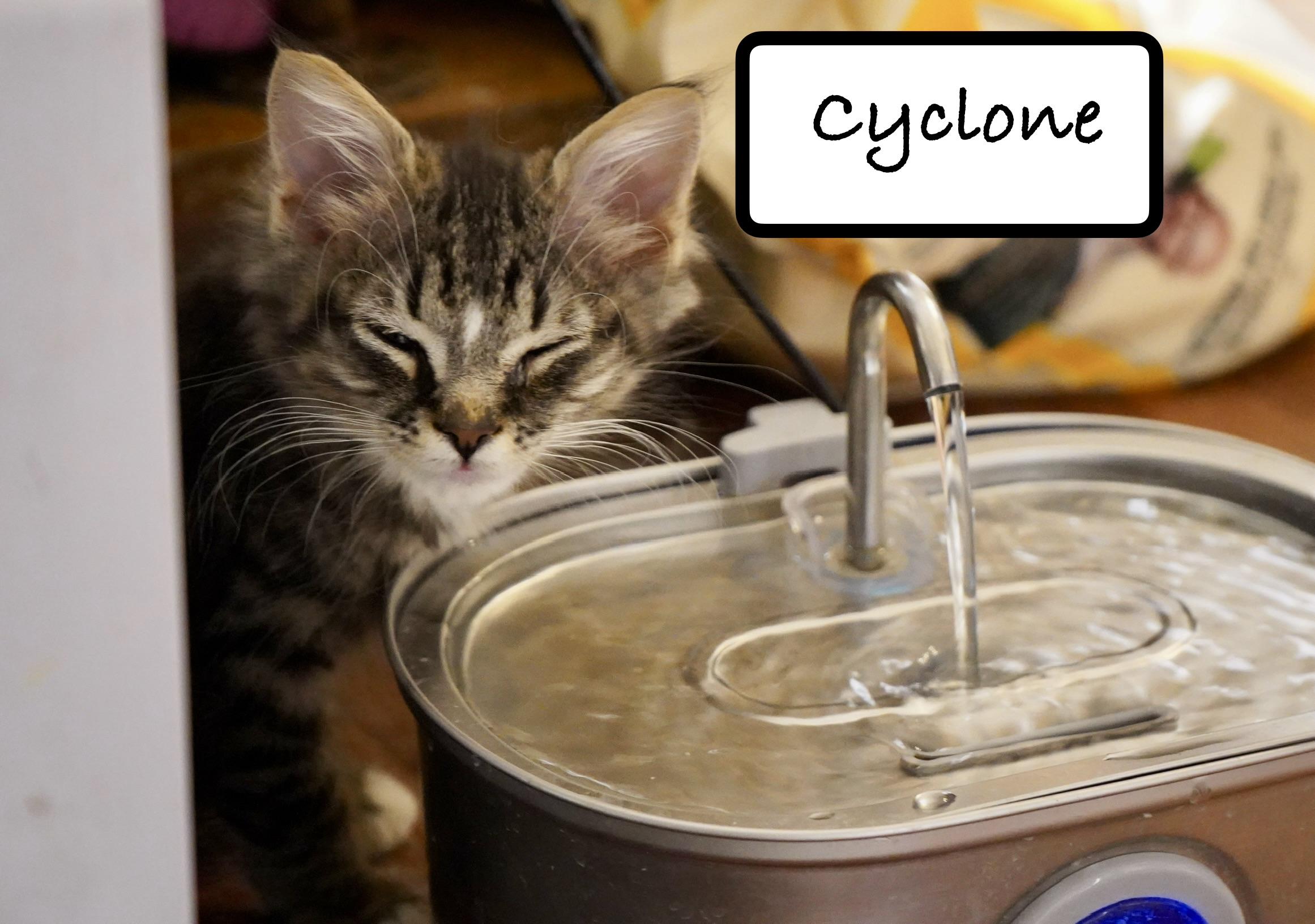 Cyclone, adopted, Kitten Male Domestic Long Hair.