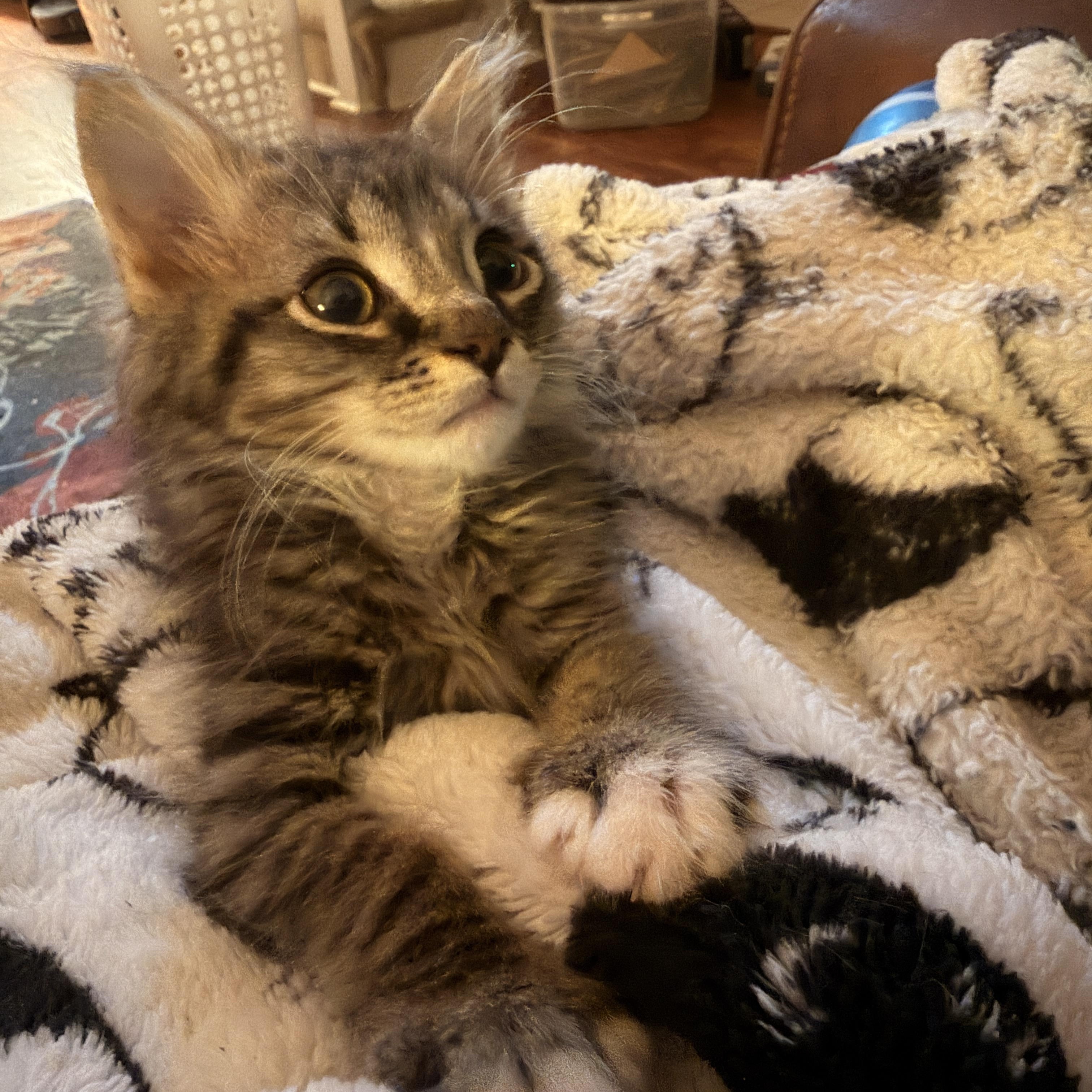 Enlarge Cyclone, a Adoptable Domestic Long Hair in Suffolk, VA image 3/4