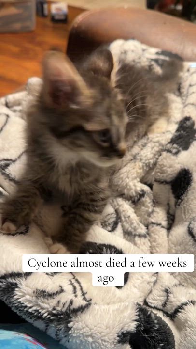 Enlarge Cyclone, a Adoptable Domestic Long Hair in Suffolk, VA video 4/4