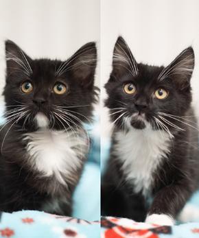 Remi & Raven (Bonded Pair) photo