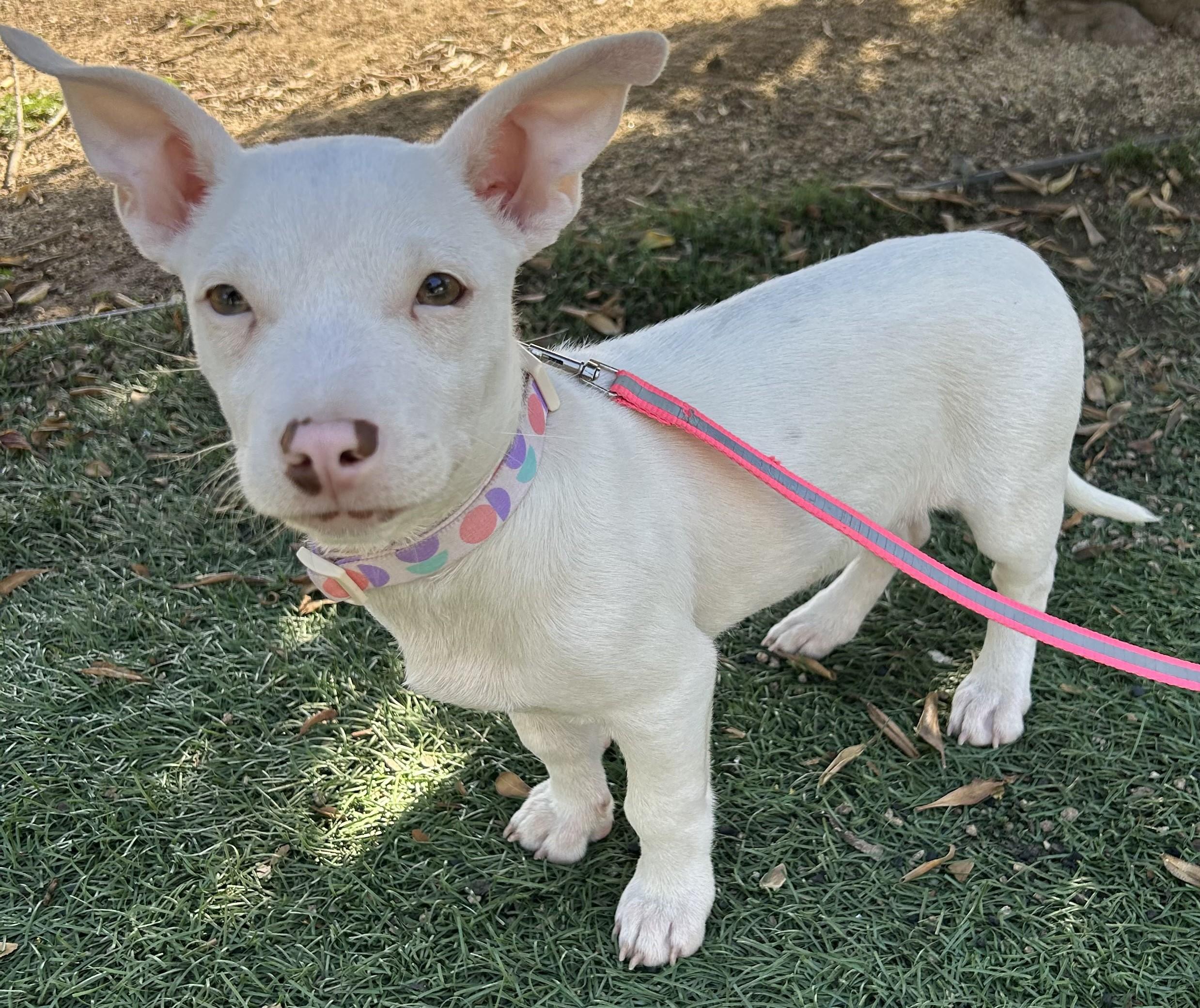 Enlarge LUNA, a ADOPTABLE mixed breed in Bell Gardens, CA image 5/6