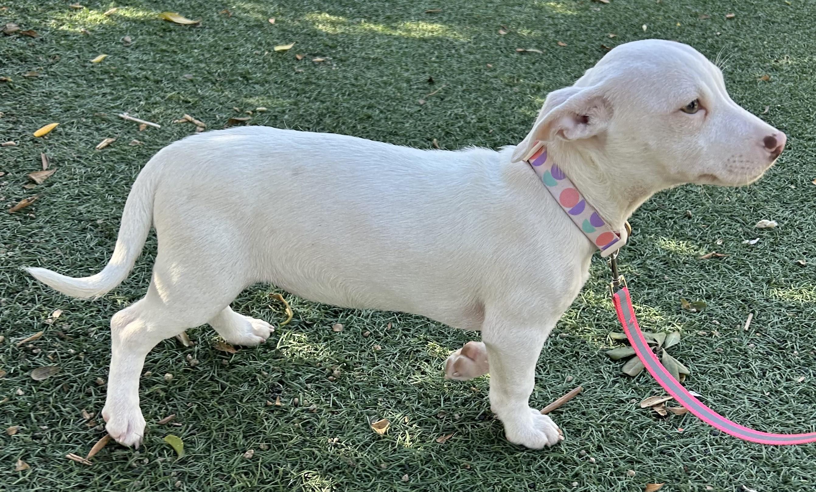 Enlarge LUNA, a ADOPTABLE mixed breed in Bell Gardens, CA image 4/6