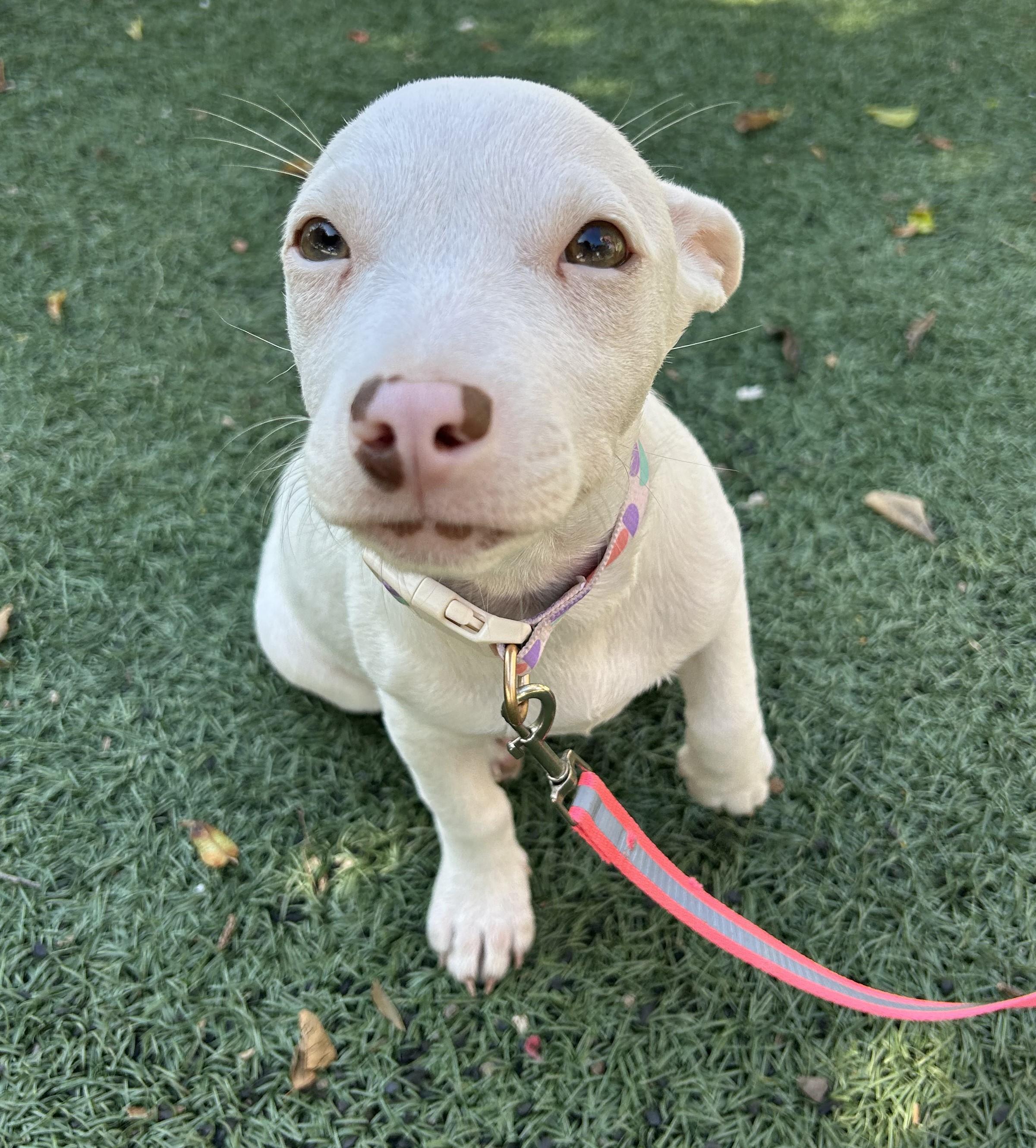 Enlarge LUNA, a ADOPTABLE mixed breed in Bell Gardens, CA image 6/6
