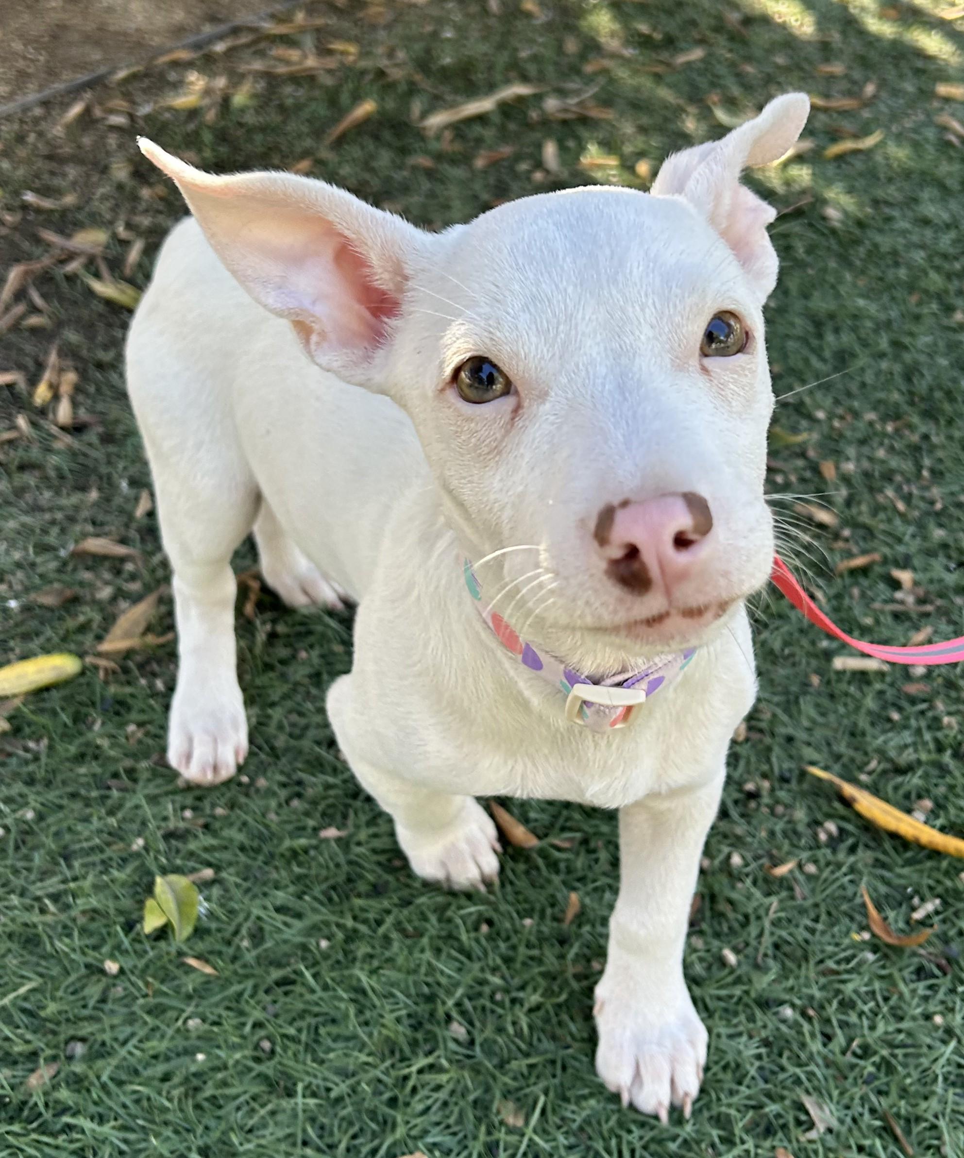 Enlarge LUNA, a ADOPTABLE mixed breed in Bell Gardens, CA image 1/6