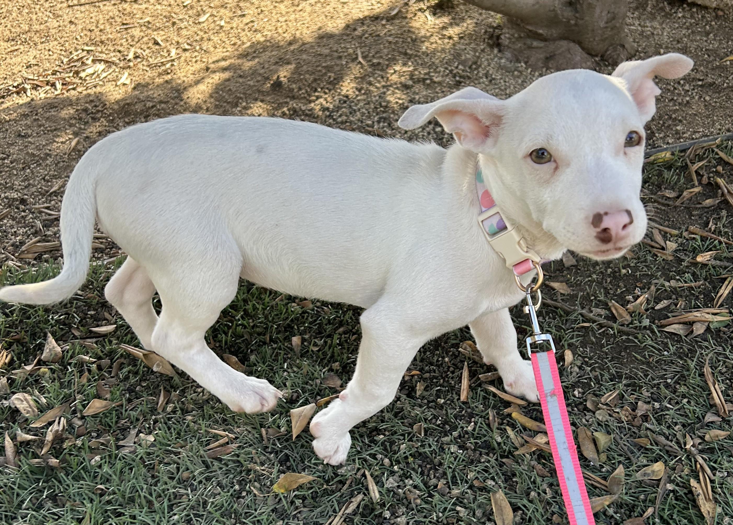 Enlarge LUNA, a ADOPTABLE mixed breed in Bell Gardens, CA image 3/6