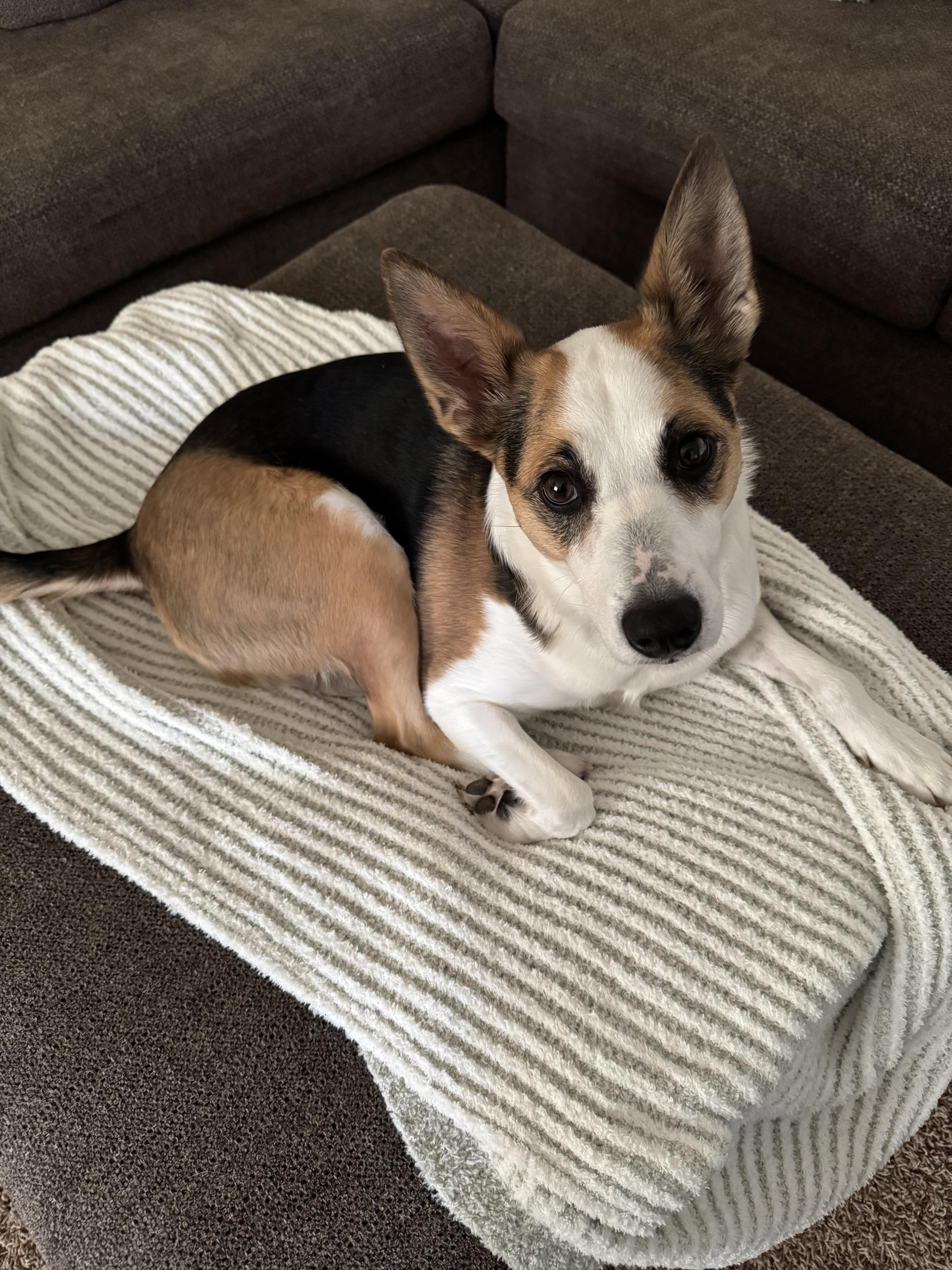 Enlarge Kylo, an adopted mixed breed in Lexington, KY image 2/6