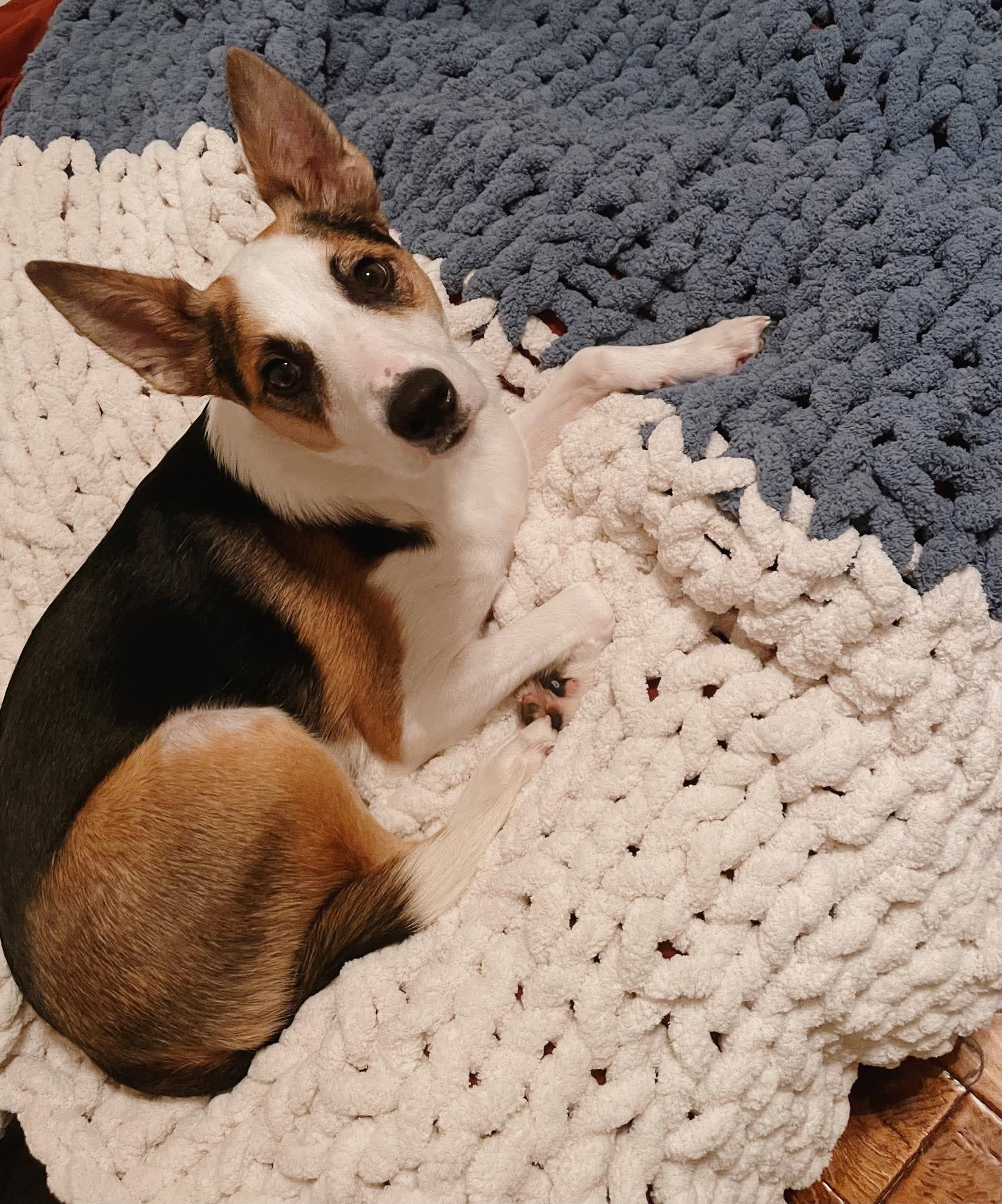 Enlarge Kylo, an adopted mixed breed in Lexington, KY image 1/6