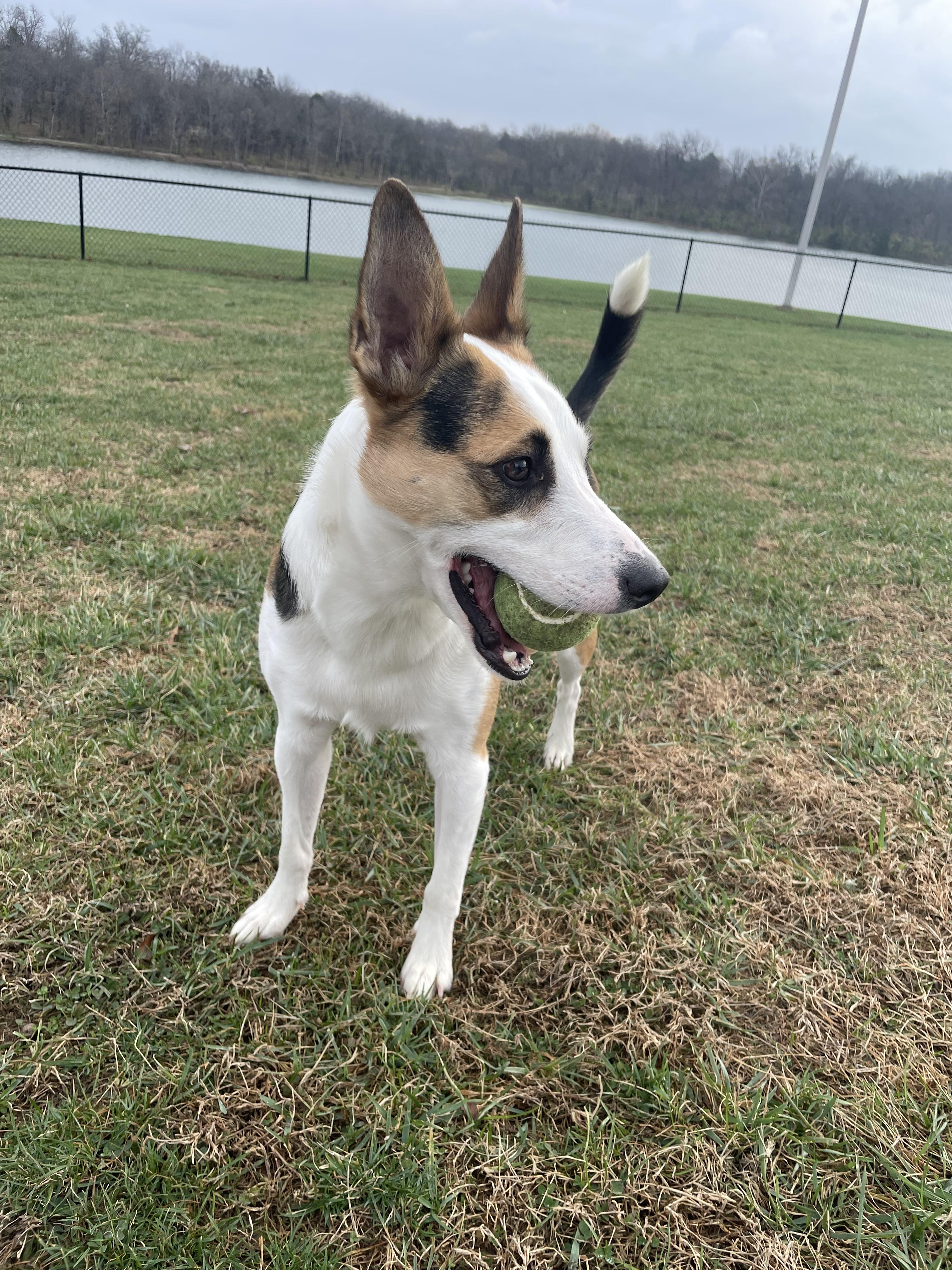 Enlarge Kylo, an adopted mixed breed in Lexington, KY image 3/6