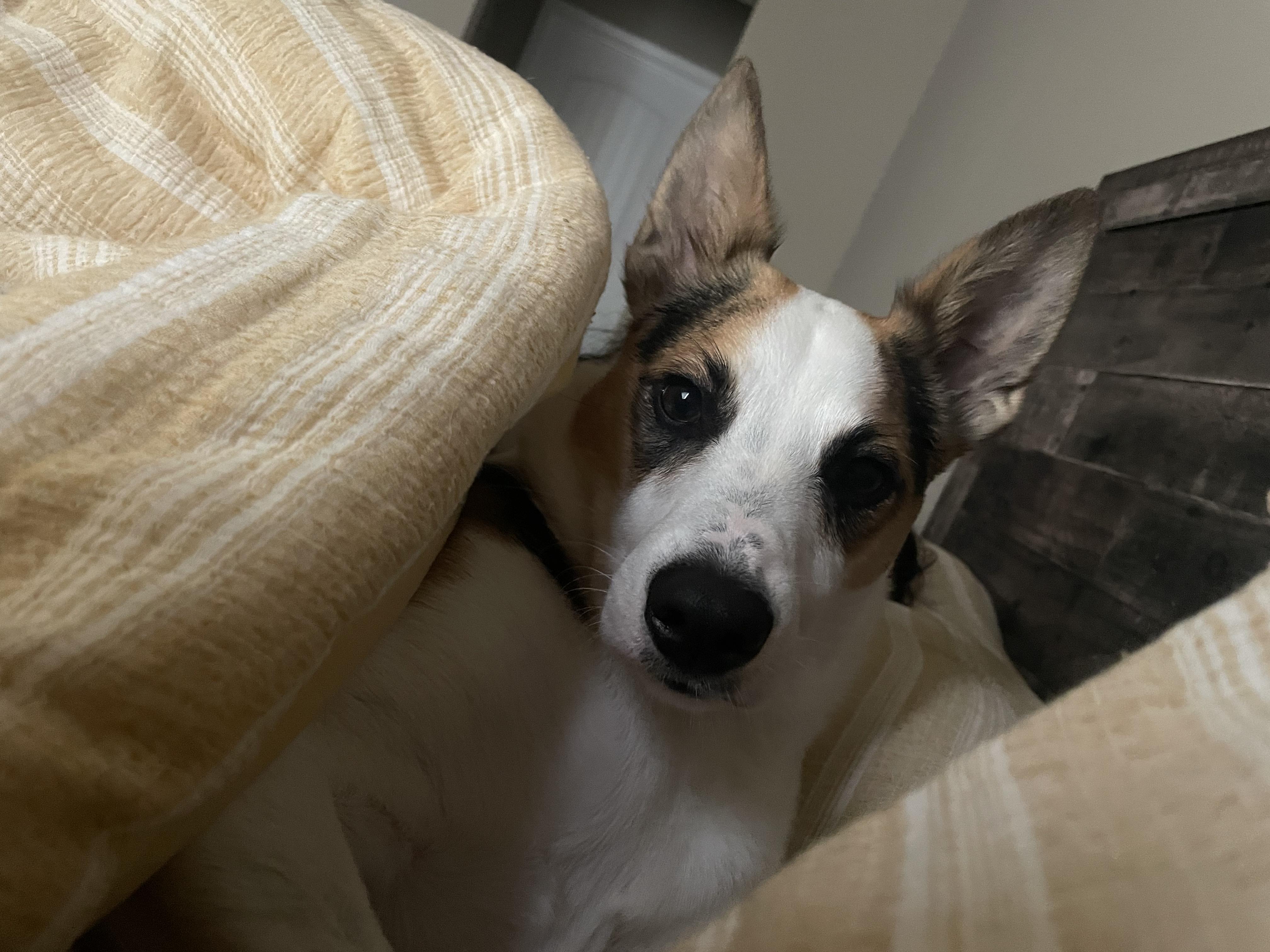 Enlarge Kylo, an adopted mixed breed in Lexington, KY image 4/6