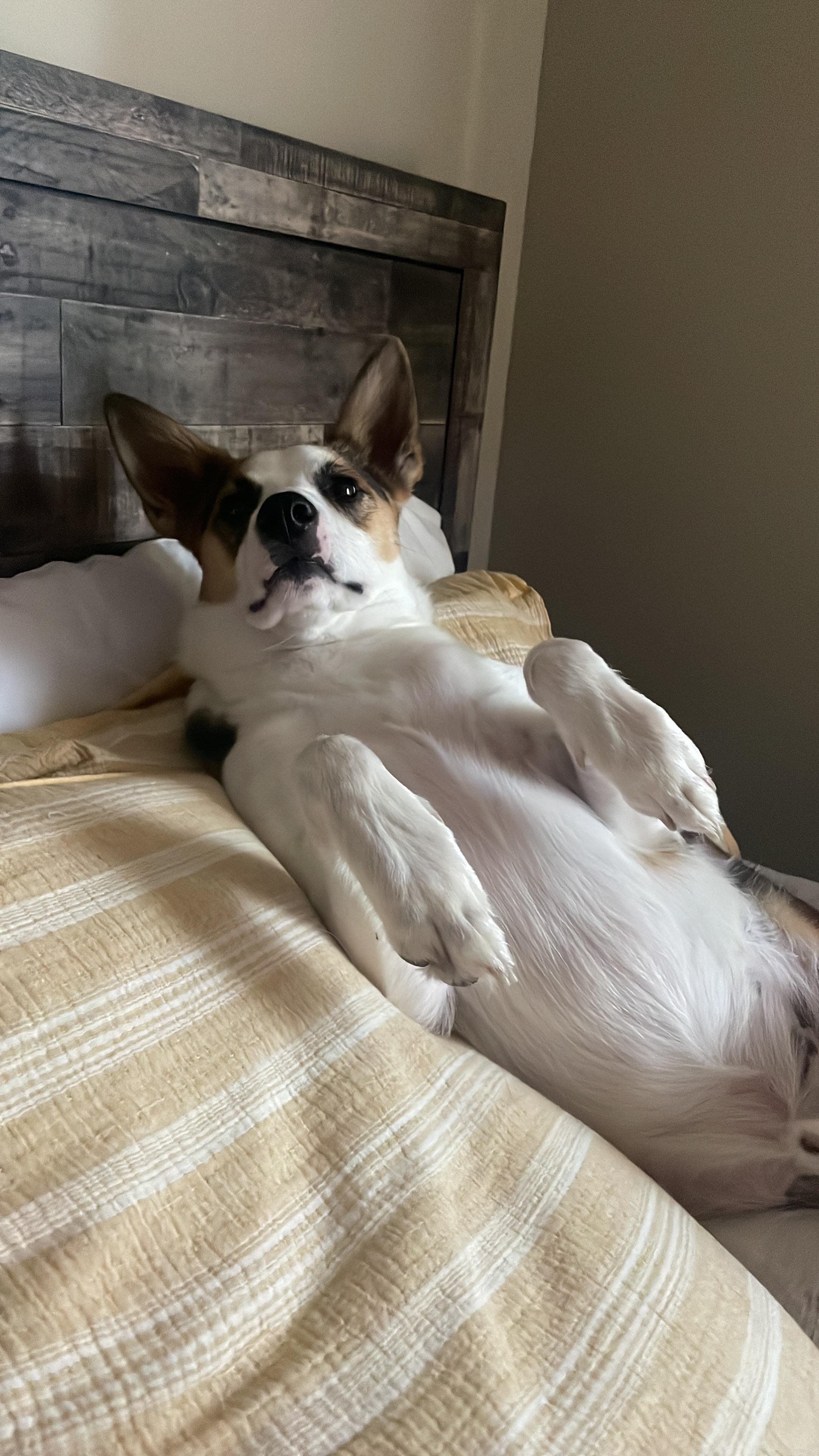 Enlarge Kylo, an adopted mixed breed in Lexington, KY image 5/6