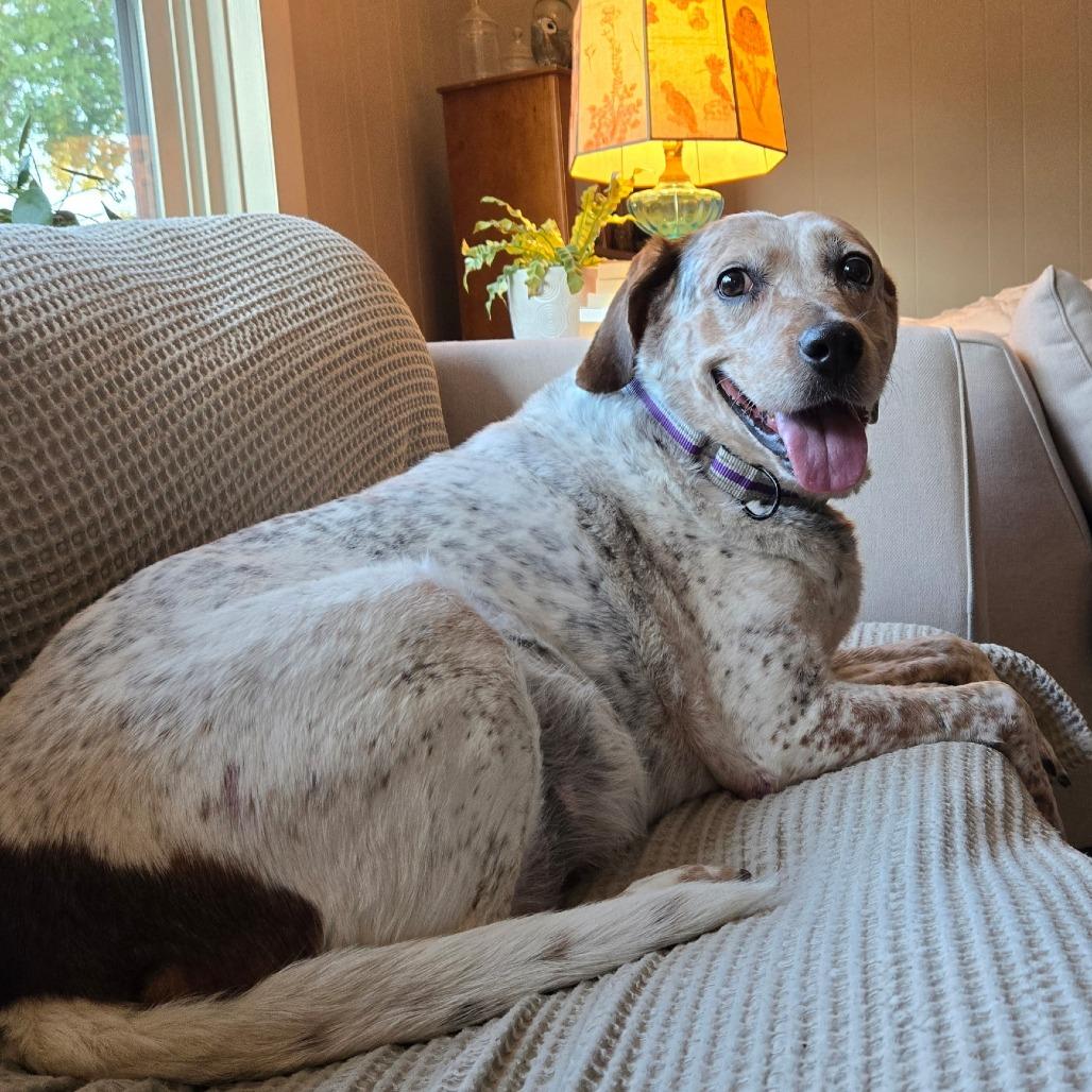 Enlarge Violet, a Adoptable Mixed Breed in Dover, NH image 5/5