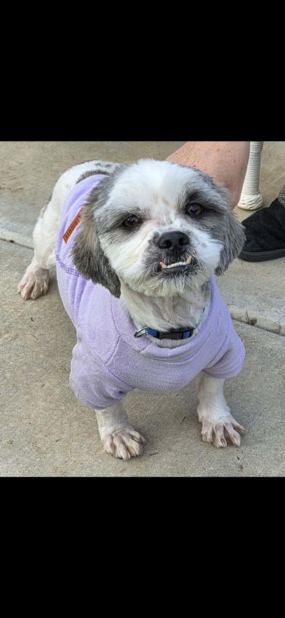 Enlarge Owen, a Adoptable mixed breed in Hamden, CT image 3/6