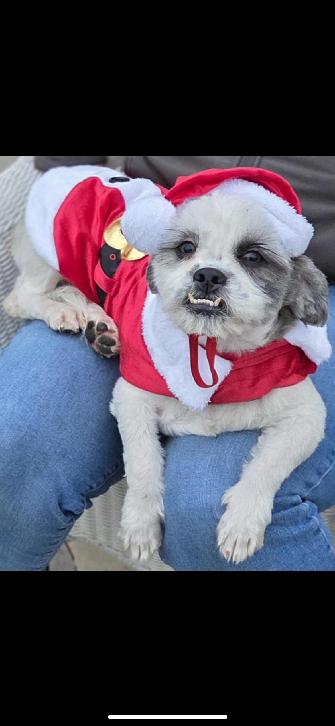 Enlarge Owen, a Adoptable mixed breed in Hamden, CT image 4/6