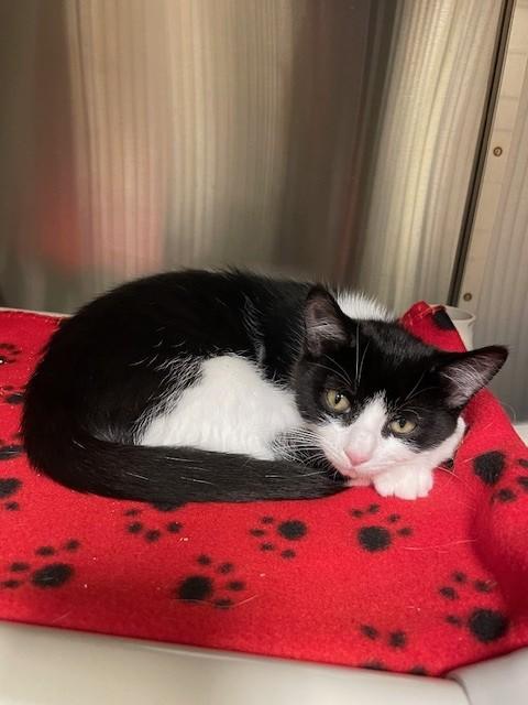 Enlarge Tillie, a ADOPTABLE Domestic Short Hair in Prudenville, MI image 1/1