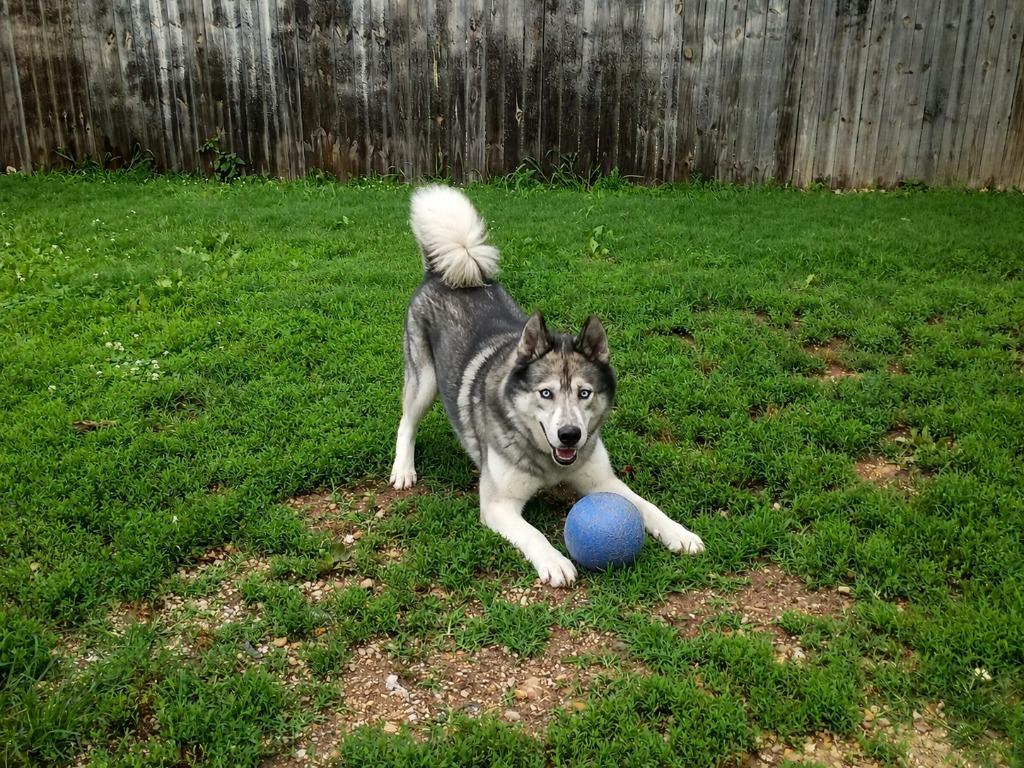 Levi, Adoptable, Young Male Husky.