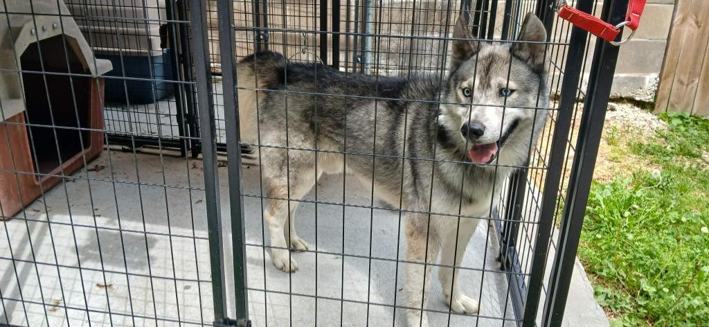 Enlarge Levi, a Adoptable Husky in Crocker, MO image 1/1