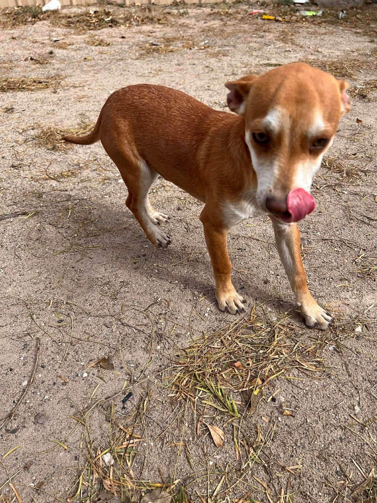 Copper, Adoptable, Young Male Chihuahua.
