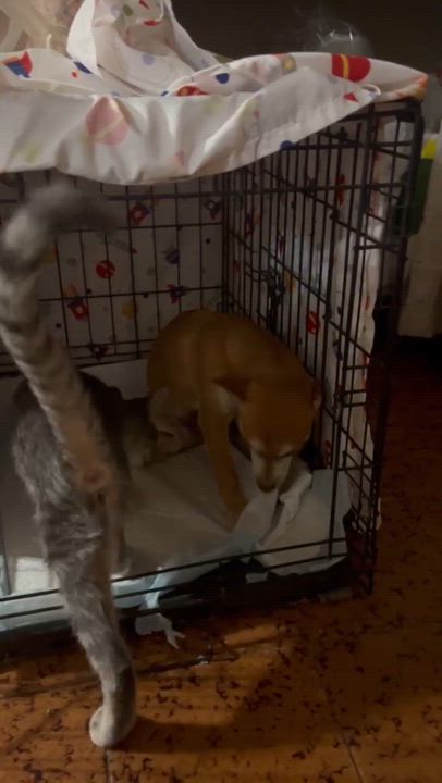 Enlarge Copper, a Adoptable mixed breed in Gainesville, VA video 2/2