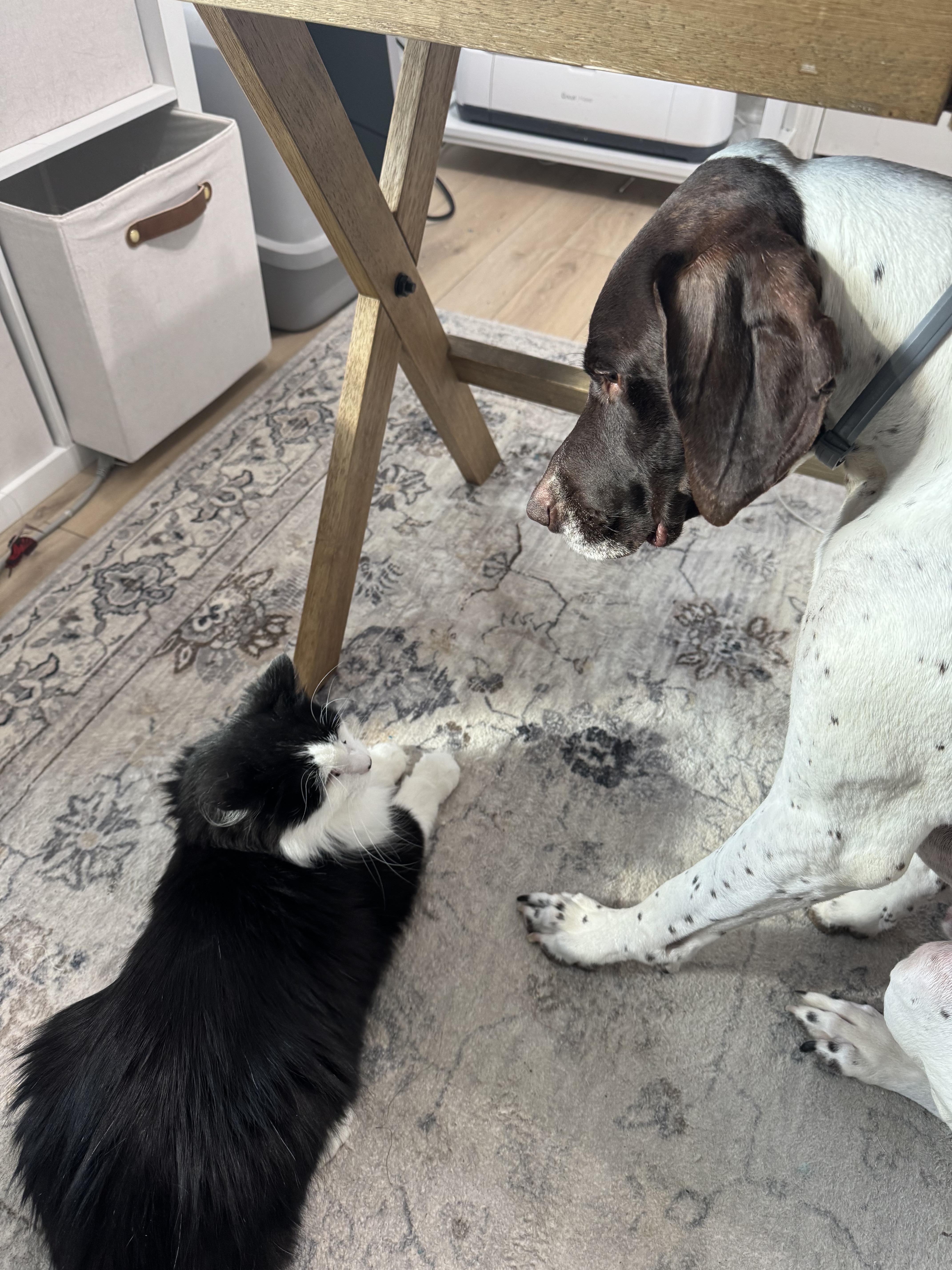 Enlarge Duke, a Adopted Domestic Long Hair in Tyrone, PA image 5/5