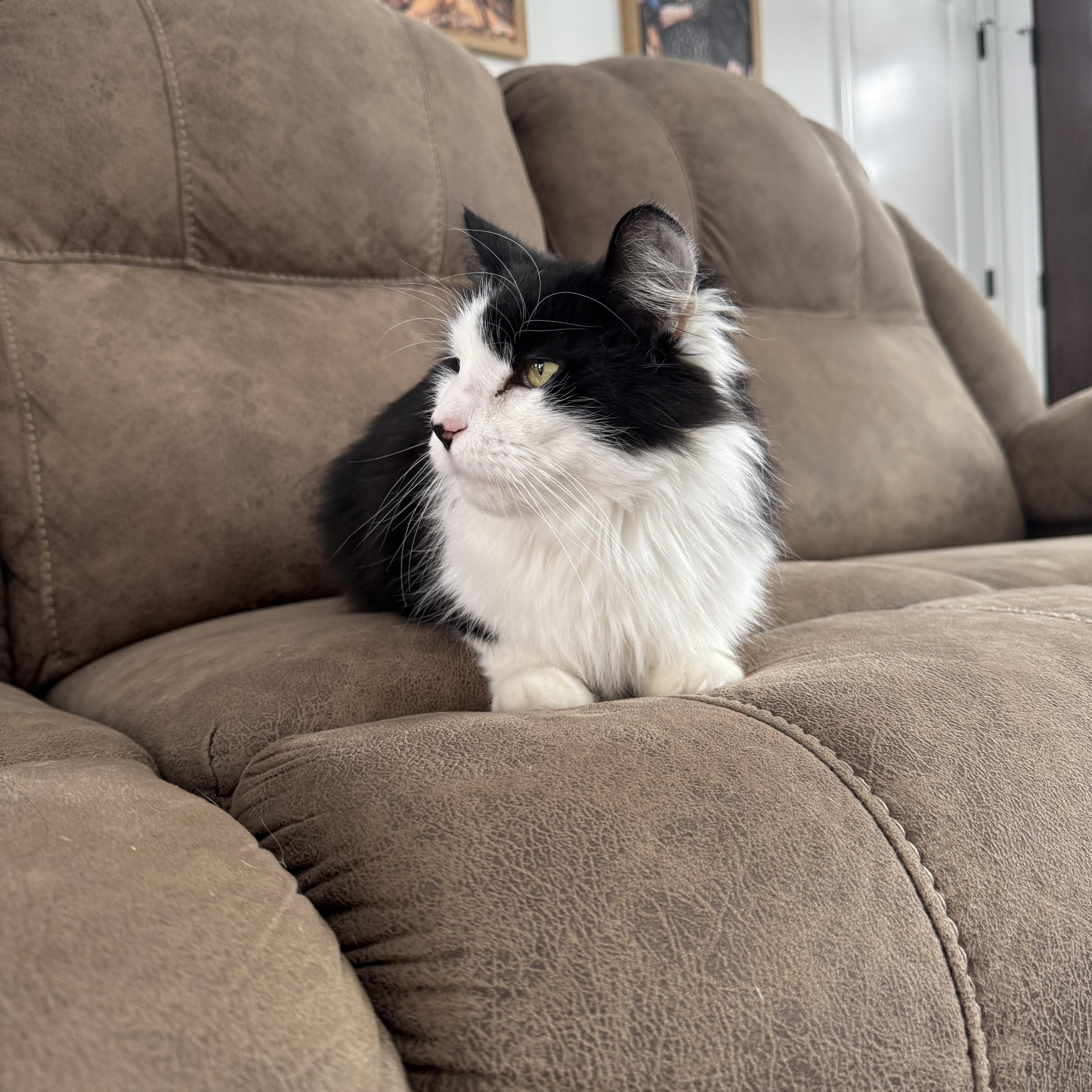 Enlarge Duke, a Adopted Domestic Long Hair in Tyrone, PA image 2/5