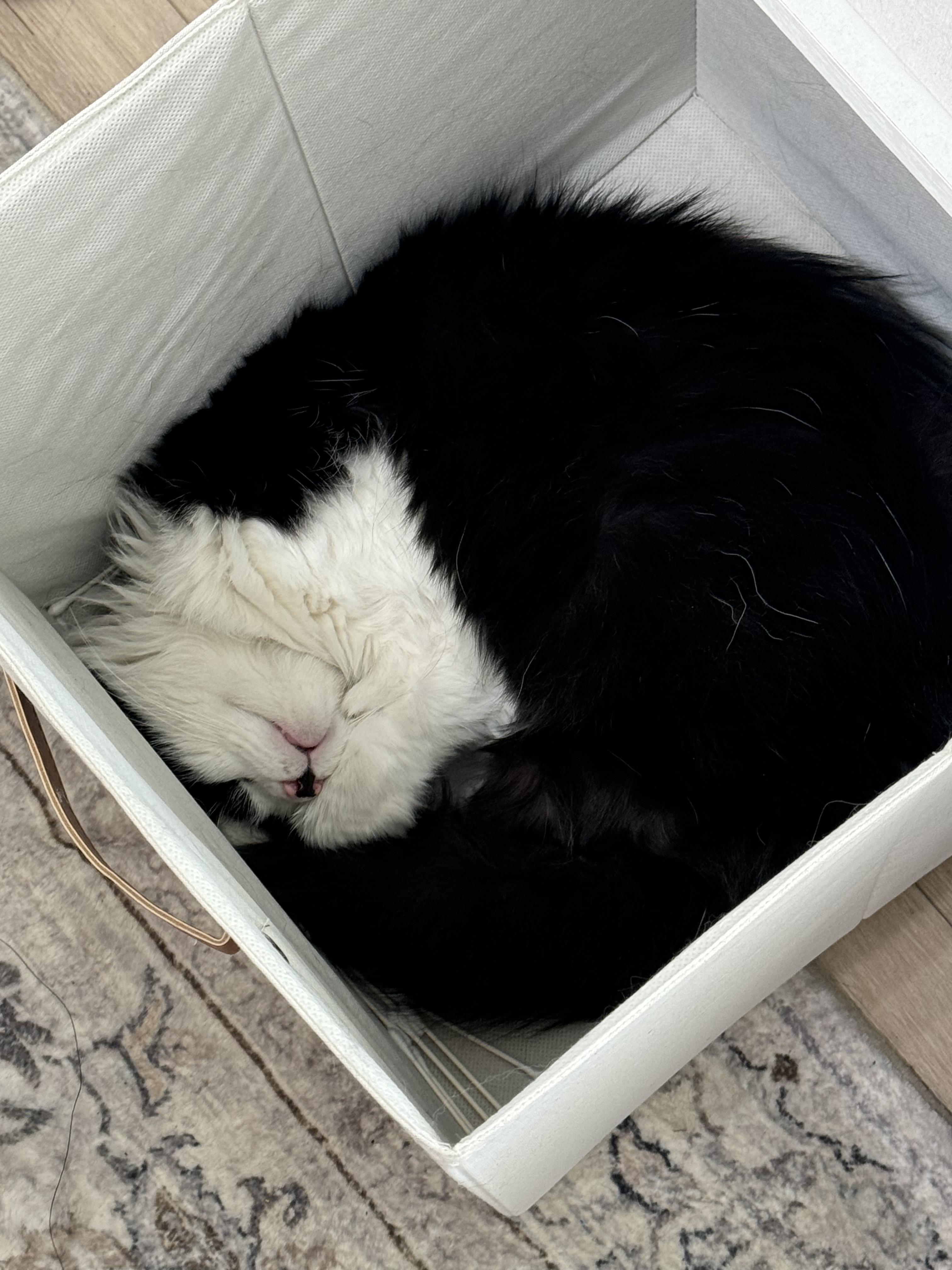 Enlarge Duke, a Adopted Domestic Long Hair in Tyrone, PA image 4/5