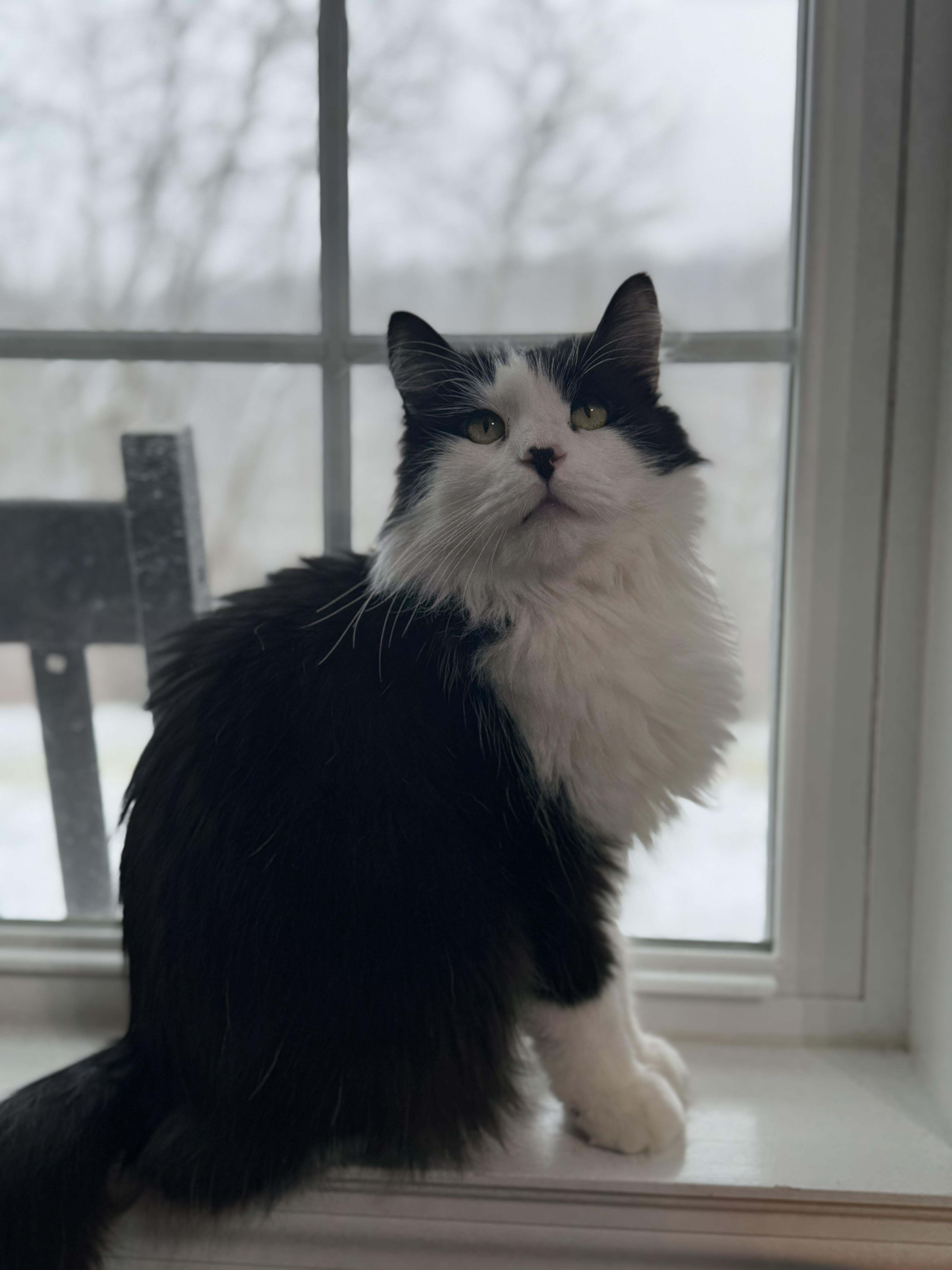 Enlarge Duke, a Adopted Domestic Long Hair in Tyrone, PA image 1/5