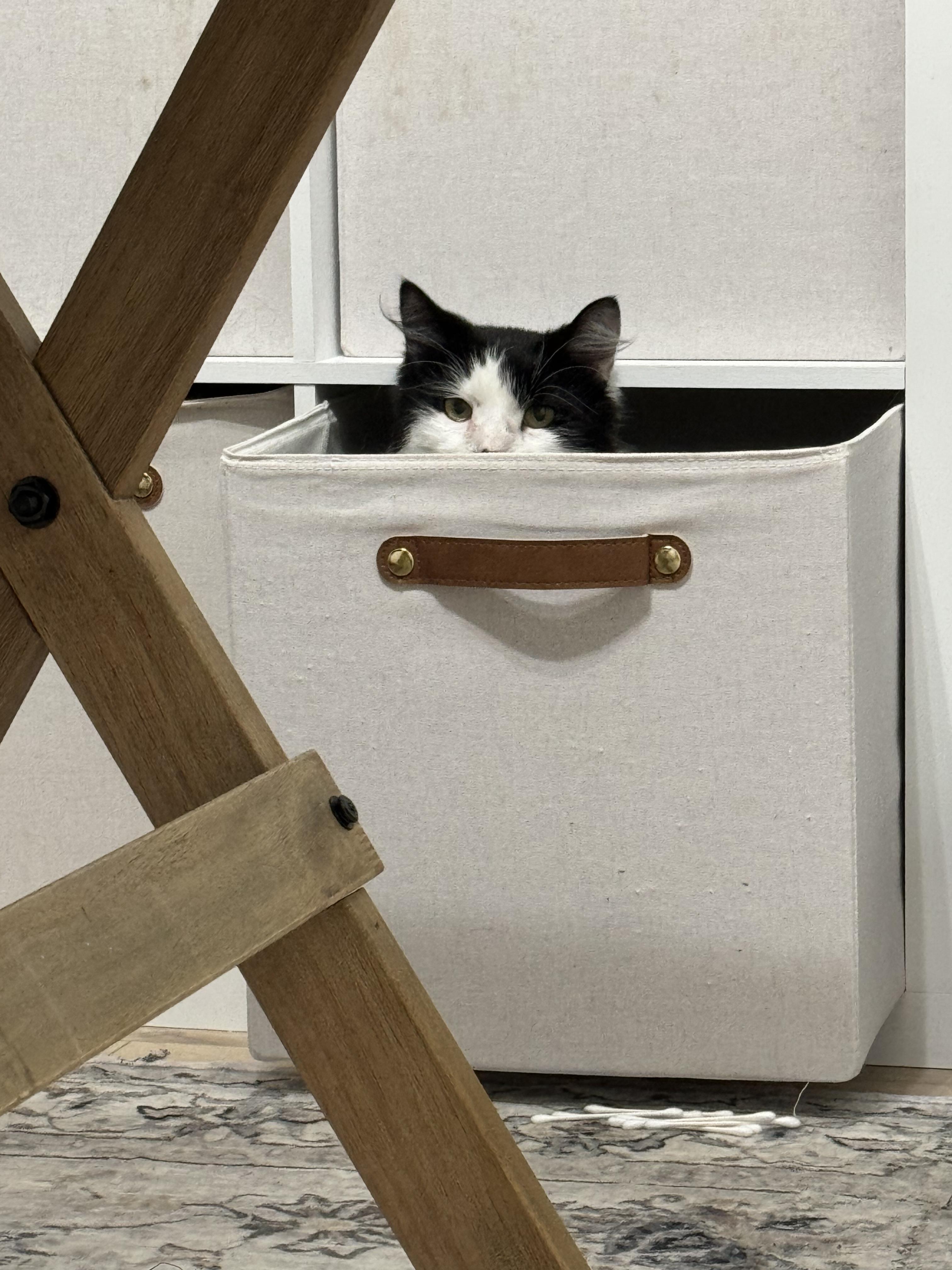 Enlarge Duke, a Adopted Domestic Long Hair in Tyrone, PA image 3/5