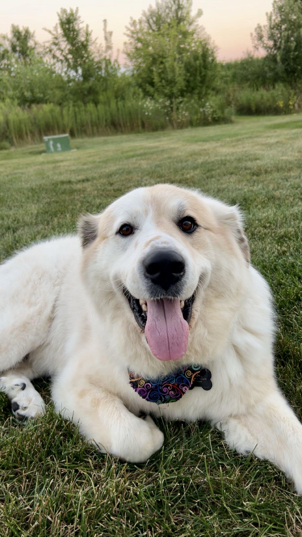 Enlarge Nelle, a Adoptable mixed breed in Schaumburg, IL image 1/3