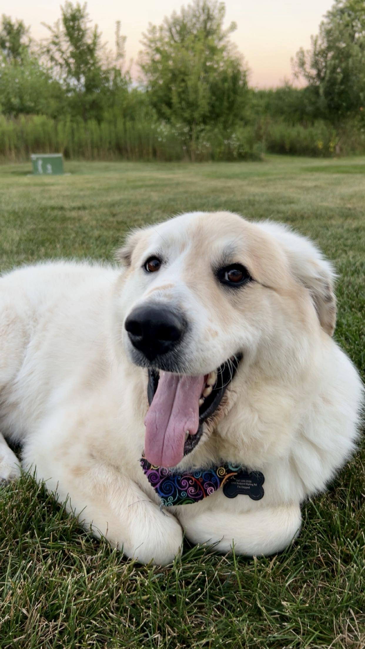 Enlarge Nelle, a Adoptable mixed breed in Schaumburg, IL image 2/3