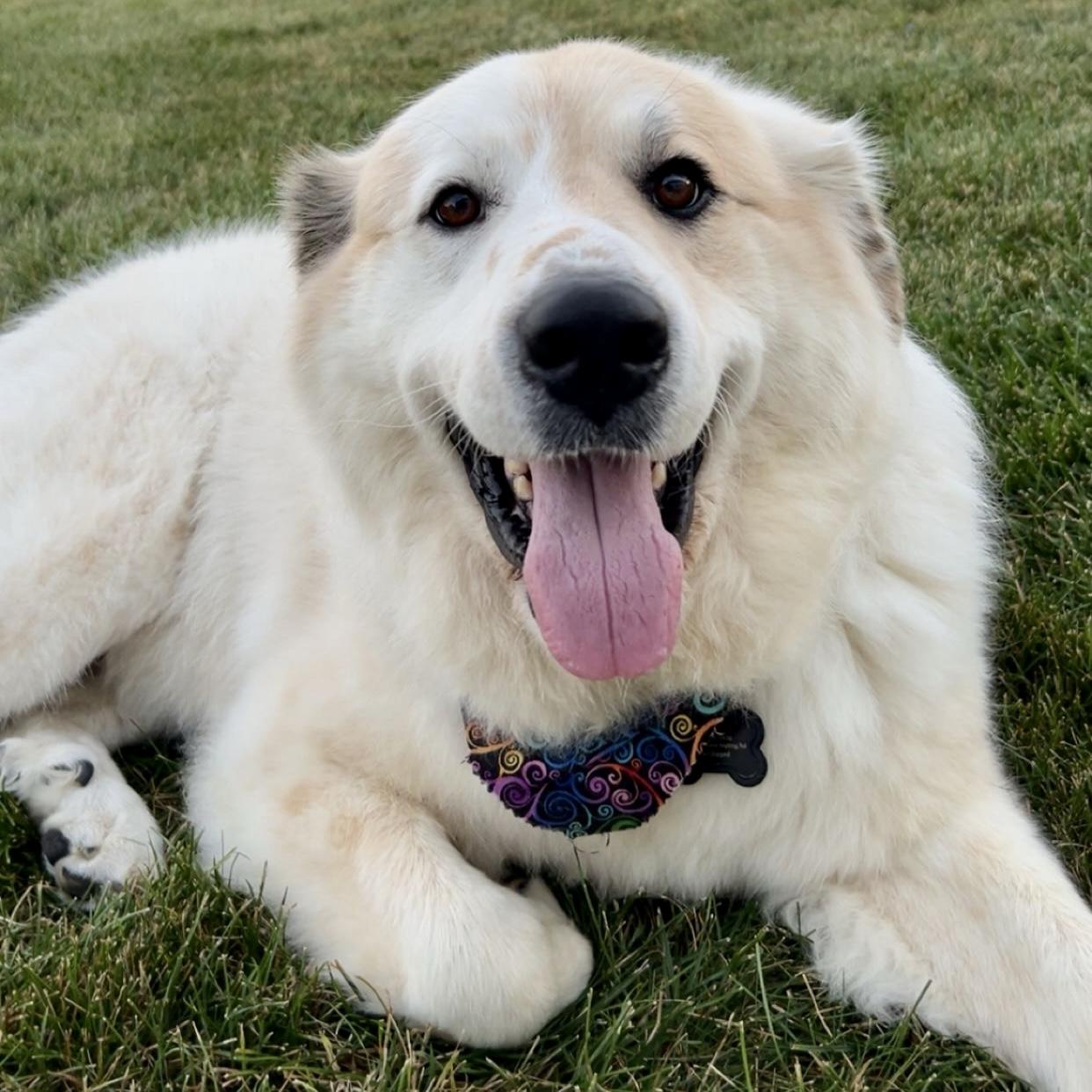 Enlarge Nelle, a Adoptable mixed breed in Schaumburg, IL image 3/3