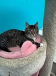 Cosmo, Adoptable, Kitten Male Domestic Short Hair.