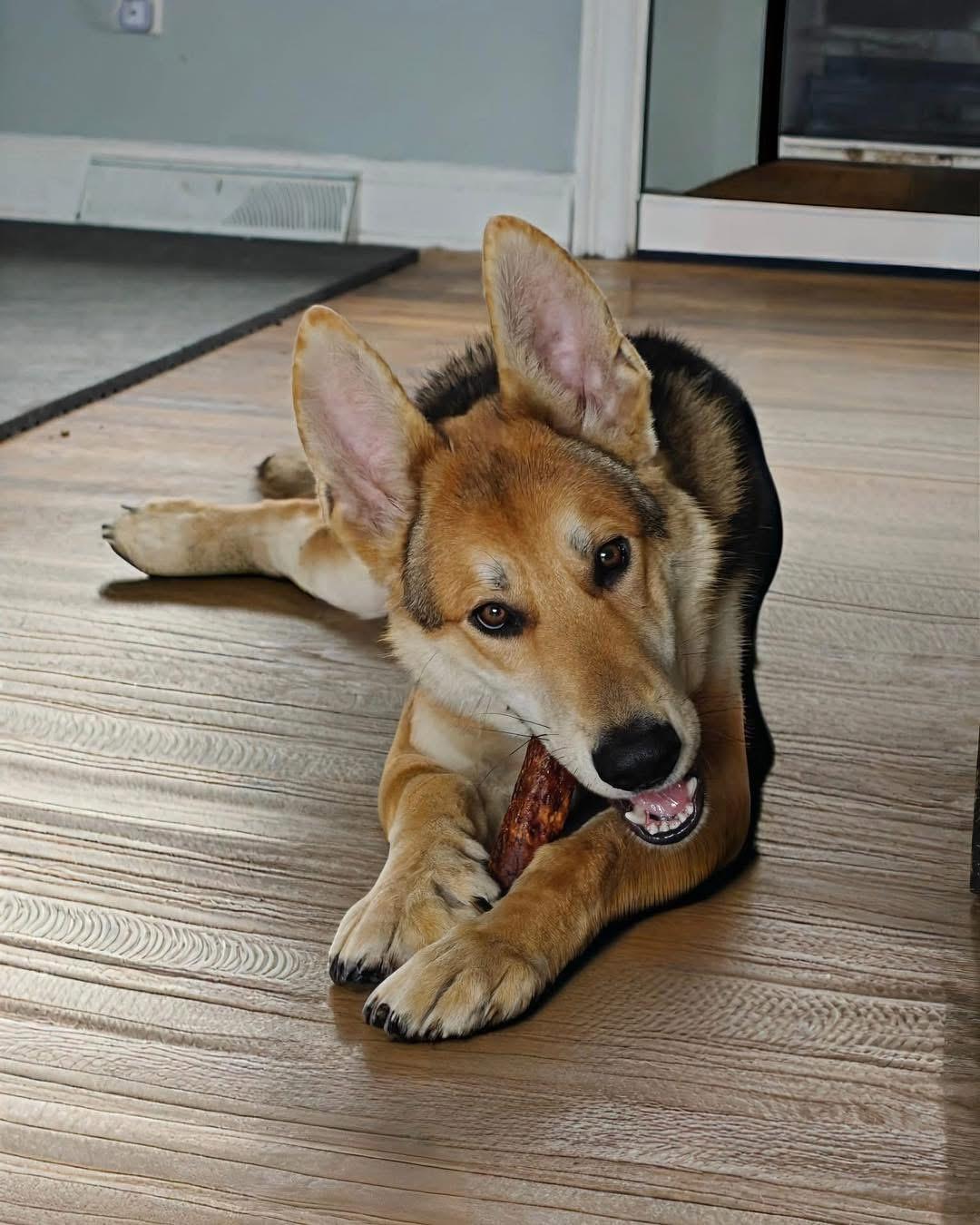 Clifton AKA Thor, Adoptable, Young Male German Shepherd Dog.