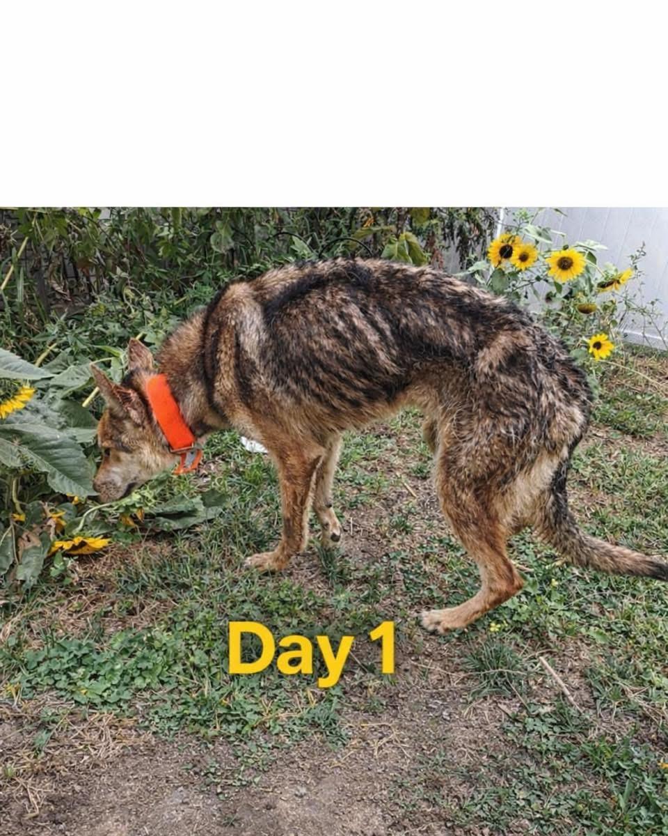 Enlarge Clifton AKA Thor, a Adoptable mixed breed in Albany, NY image 5/5