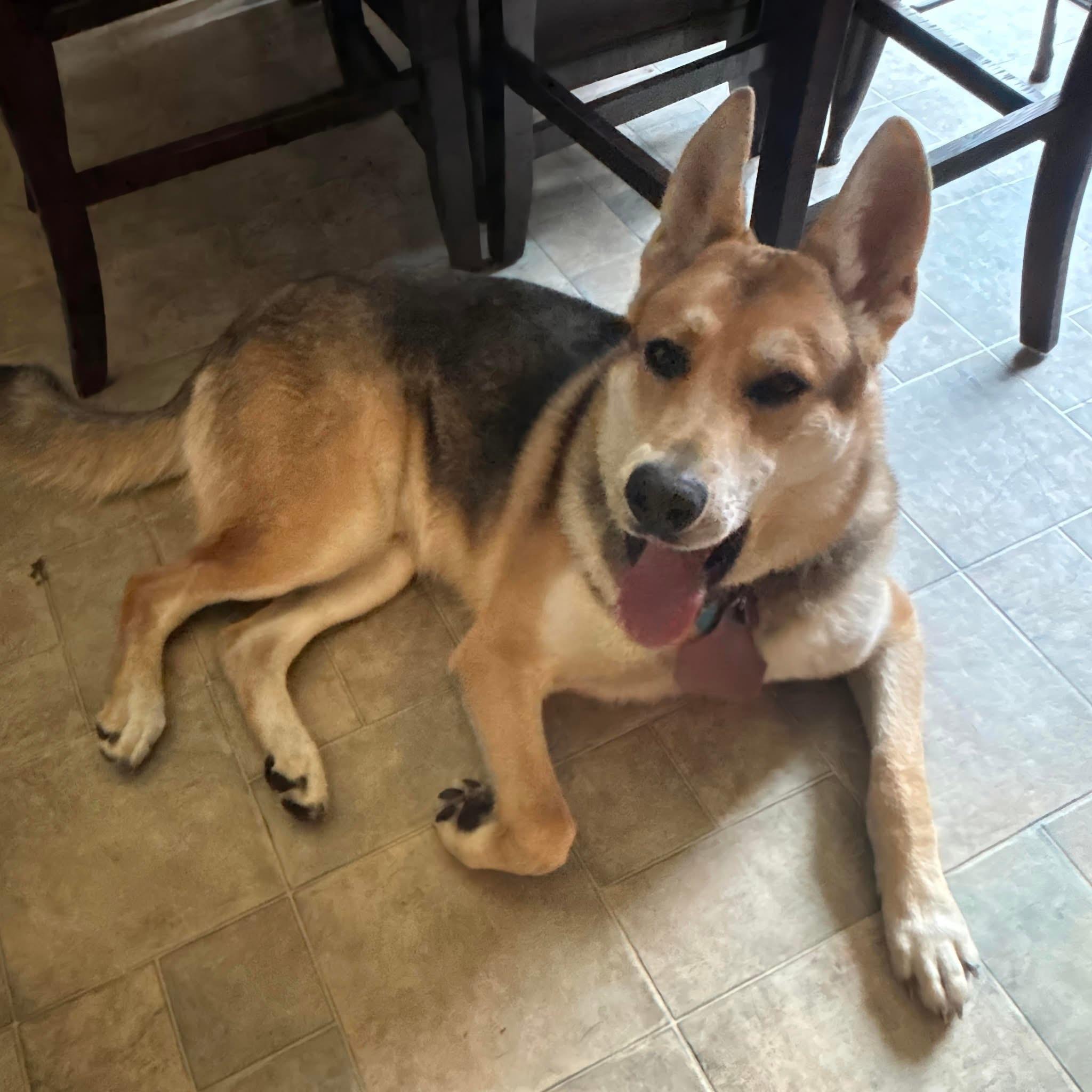 Clifton AKA Thor, Adoptable, Young Male German Shepherd Dog.