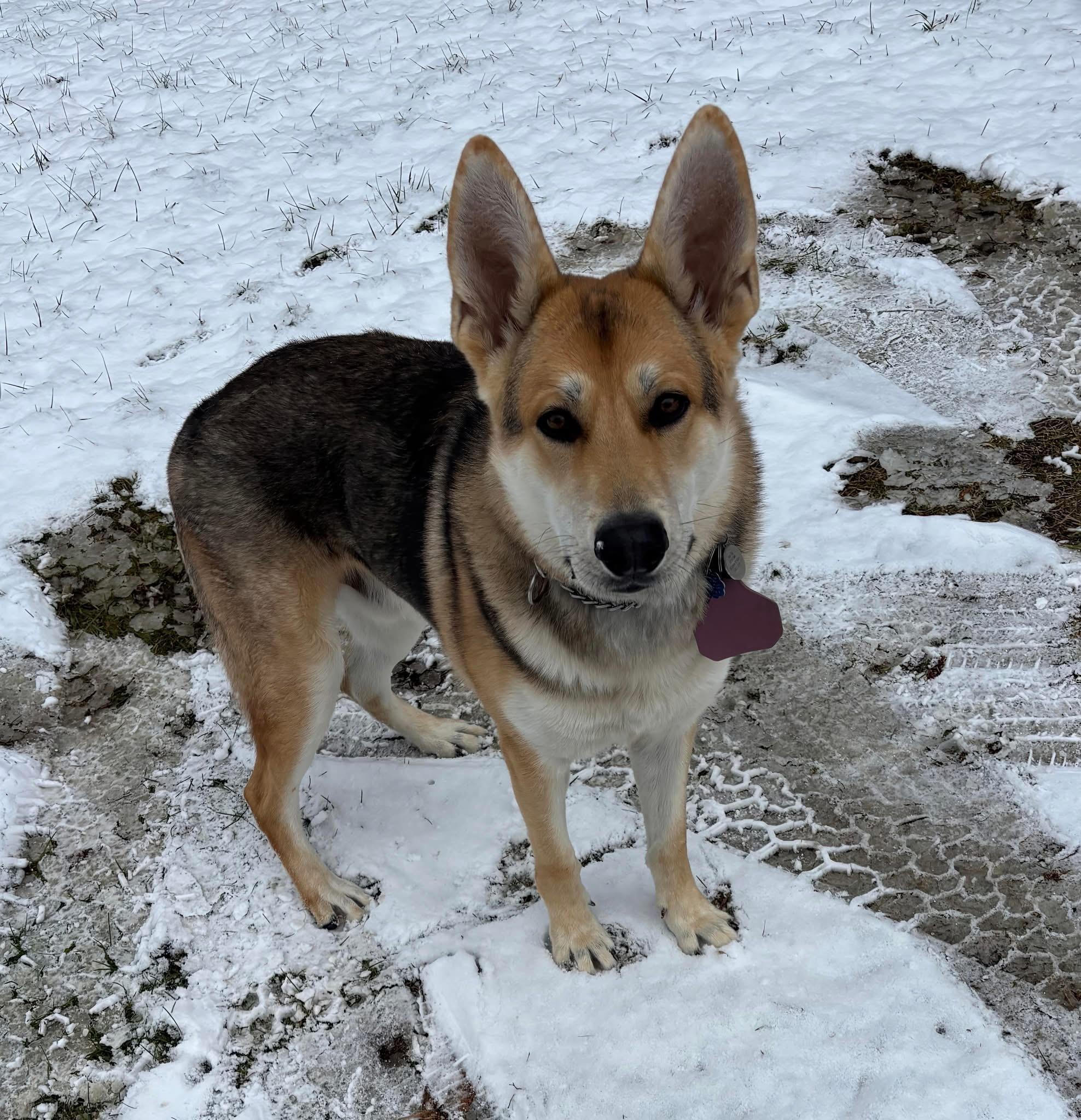 Clifton AKA Thor, a Adoptable mixed breed in Albany, NY image 2/3