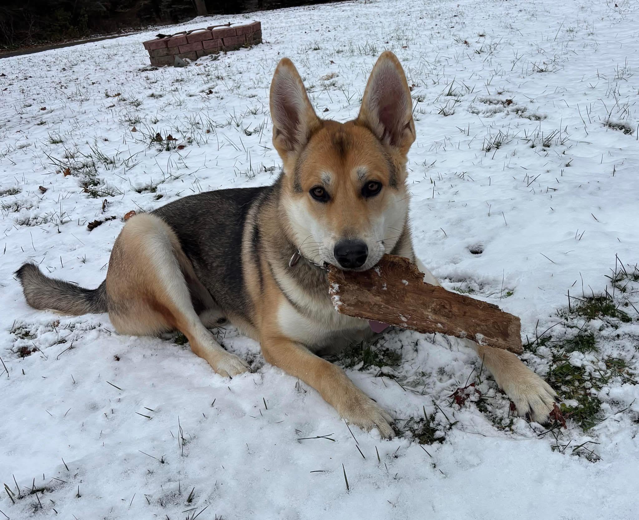 Clifton AKA Thor, a Adoptable mixed breed in Albany, NY image 3/3