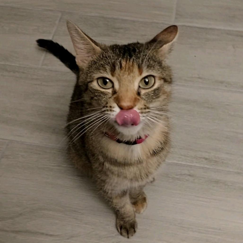 Enlarge Mama May, a Adoptable Domestic Short Hair in St. Charles, IL image 1/6