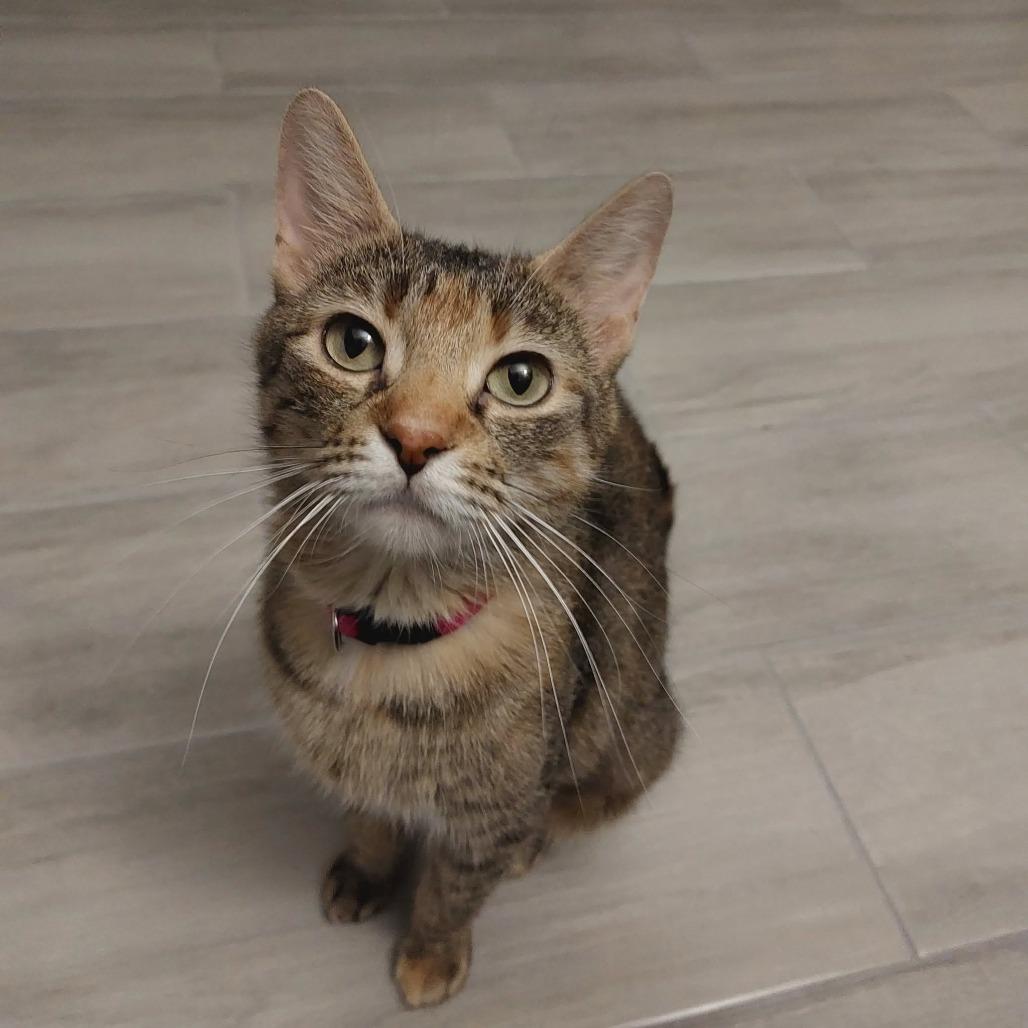 Enlarge Mama May, a Adoptable Domestic Short Hair in St. Charles, IL image 2/6