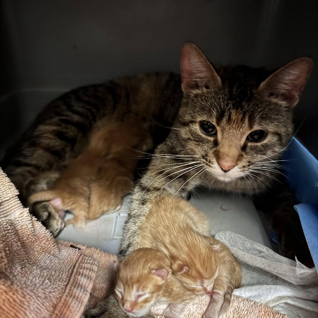 Enlarge Mama May, a Adoptable Domestic Short Hair in St. Charles, IL image 3/6