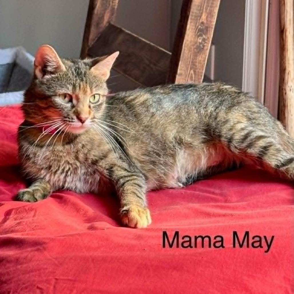 Enlarge Mama May, a Adoptable Domestic Short Hair in St. Charles, IL image 5/6