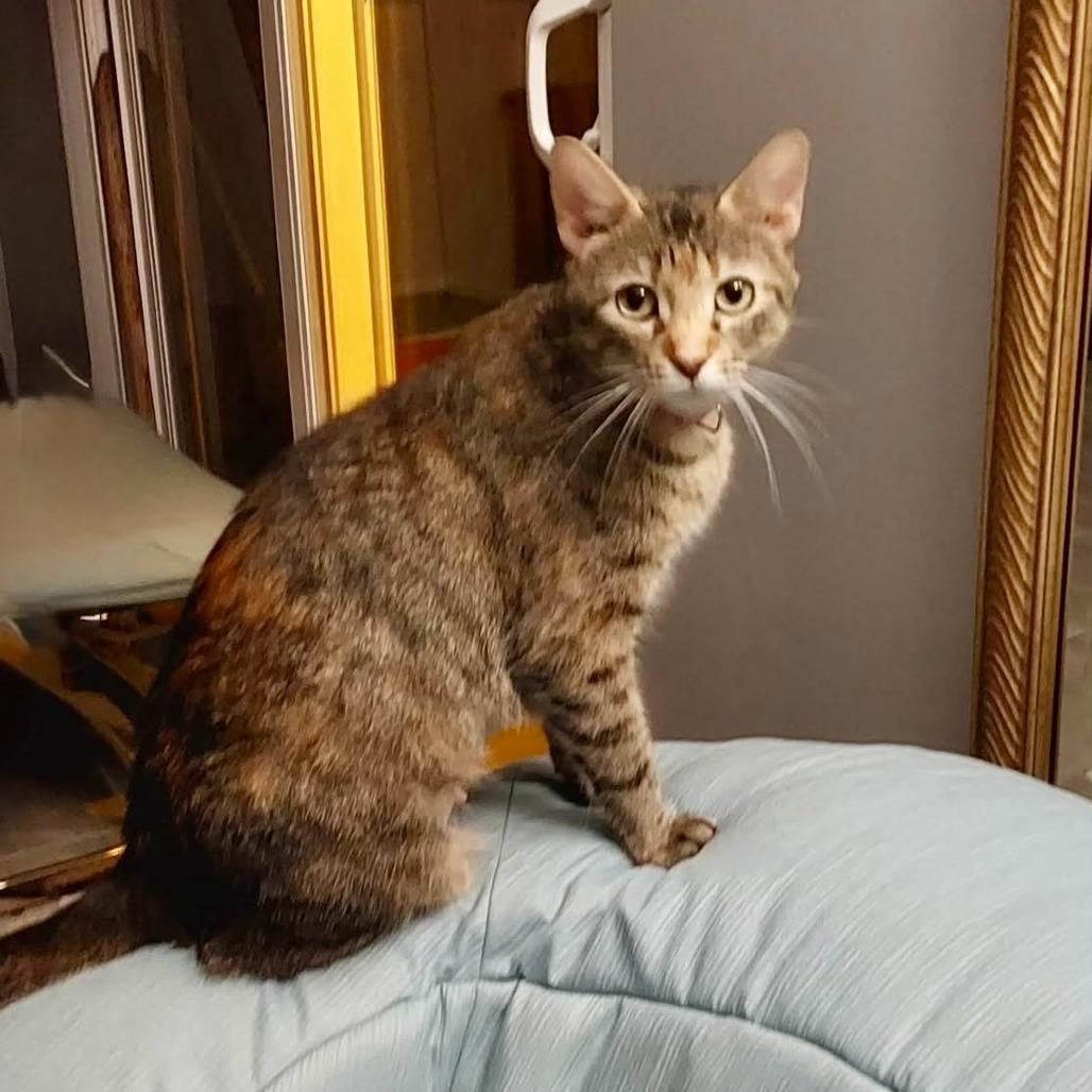 Enlarge Mama May, a Adoptable Domestic Short Hair in St. Charles, IL image 6/6