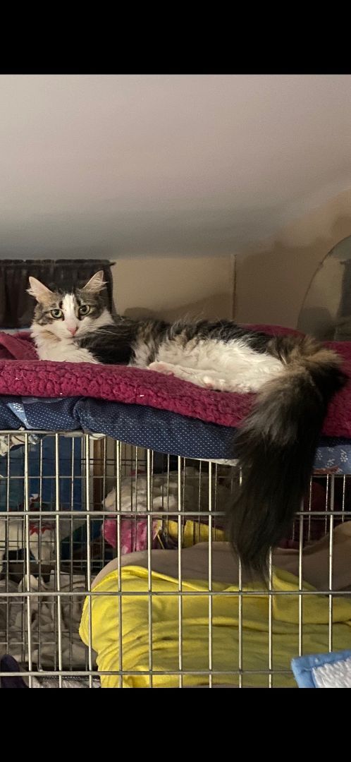 Enlarge Fluffy (Bambi), a Adoptable Domestic Medium Hair in Grand Island, NY image 1/1