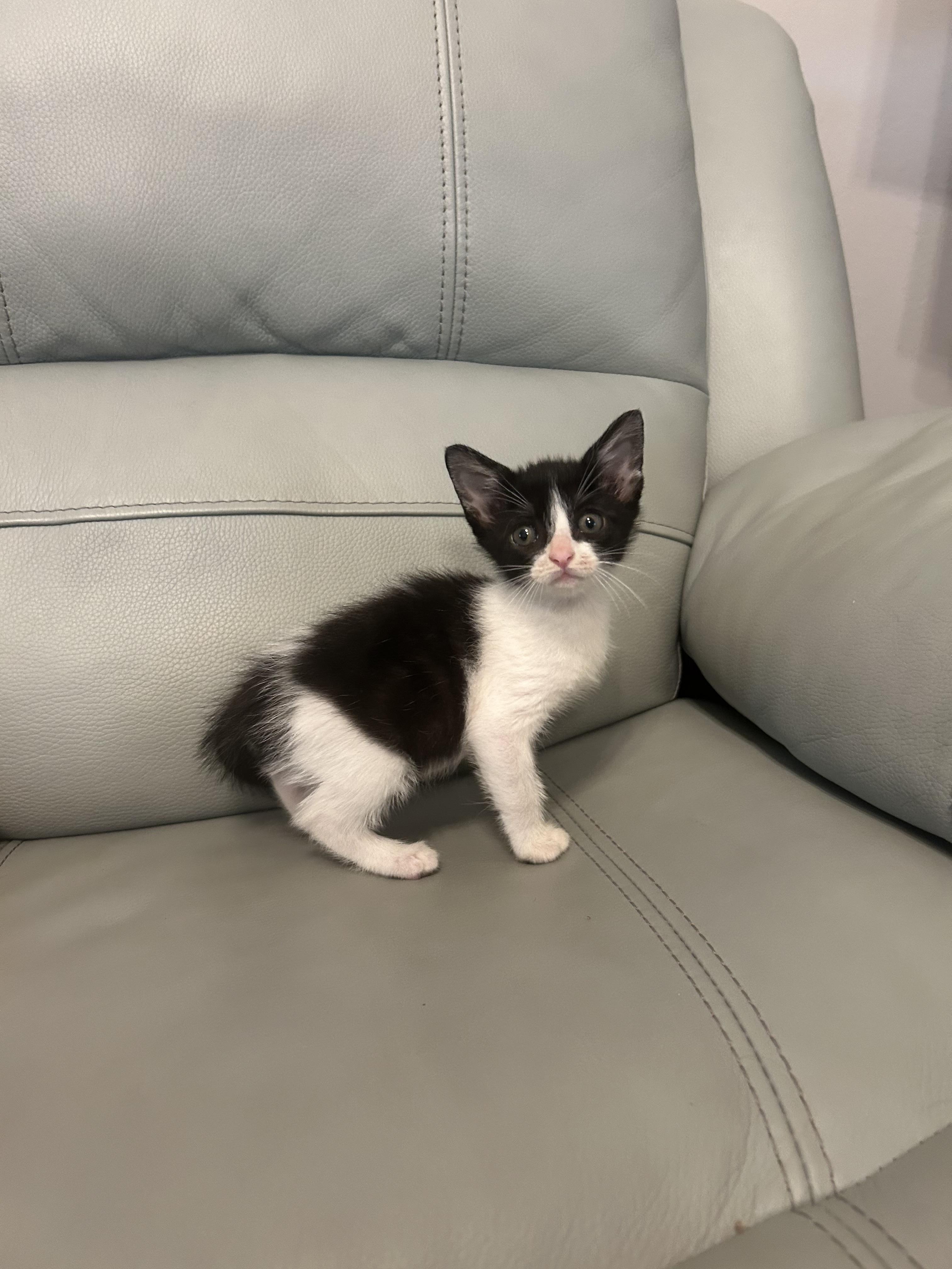 Taneel, Adoptable, Kitten Female Domestic Short Hair.