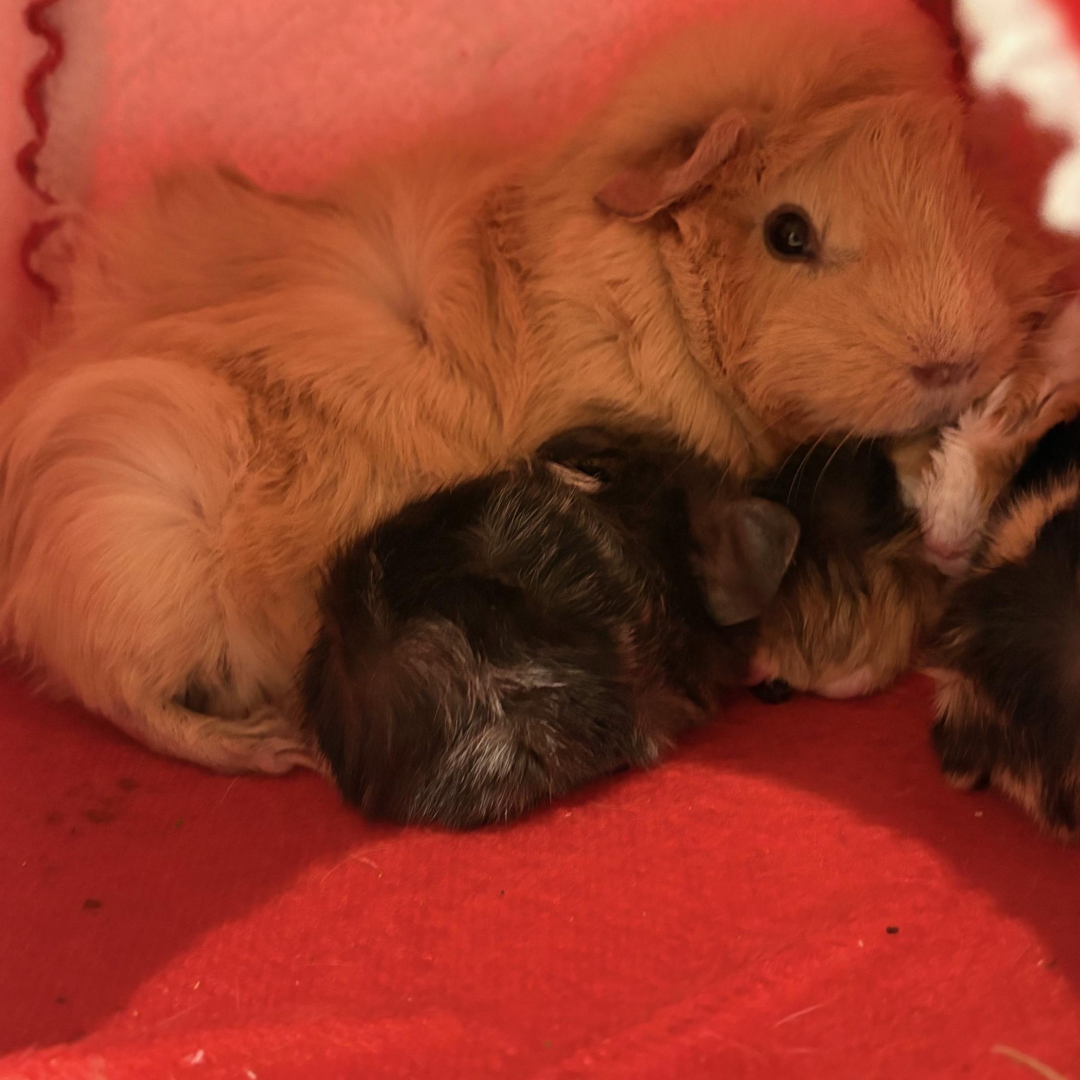 Enlarge Eowyn, an adopted Abyssinian in Wellington, CO image 2/2