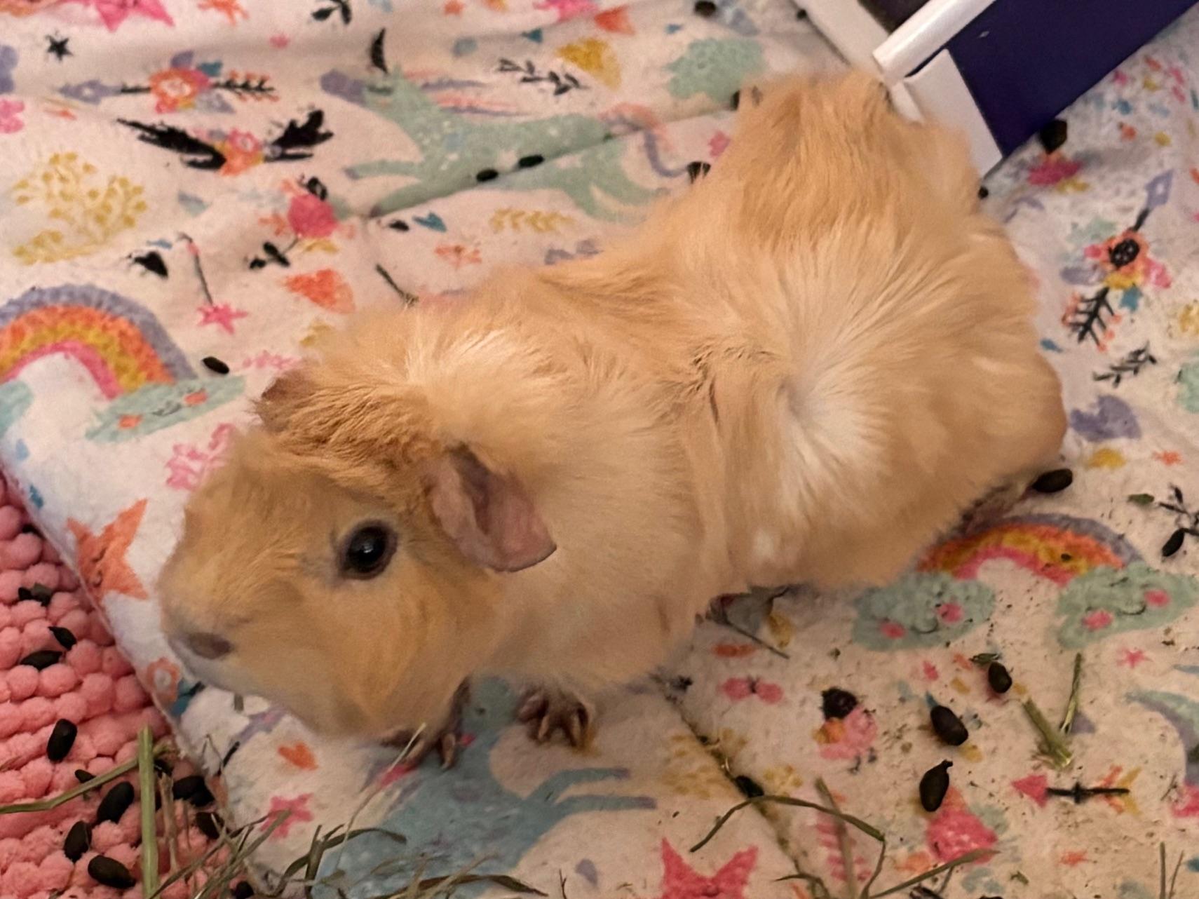 Eowyn, adopted, Young Female Abyssinian.