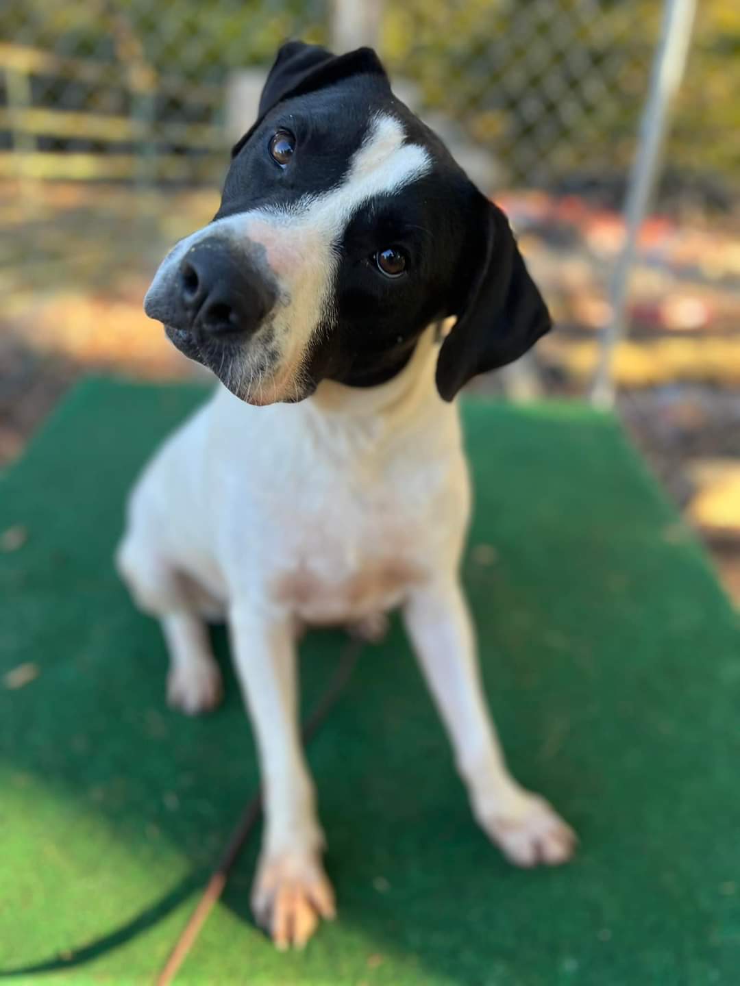 Dawson, a Adoptable mixed breed in Sylacauga, AL image 2/2