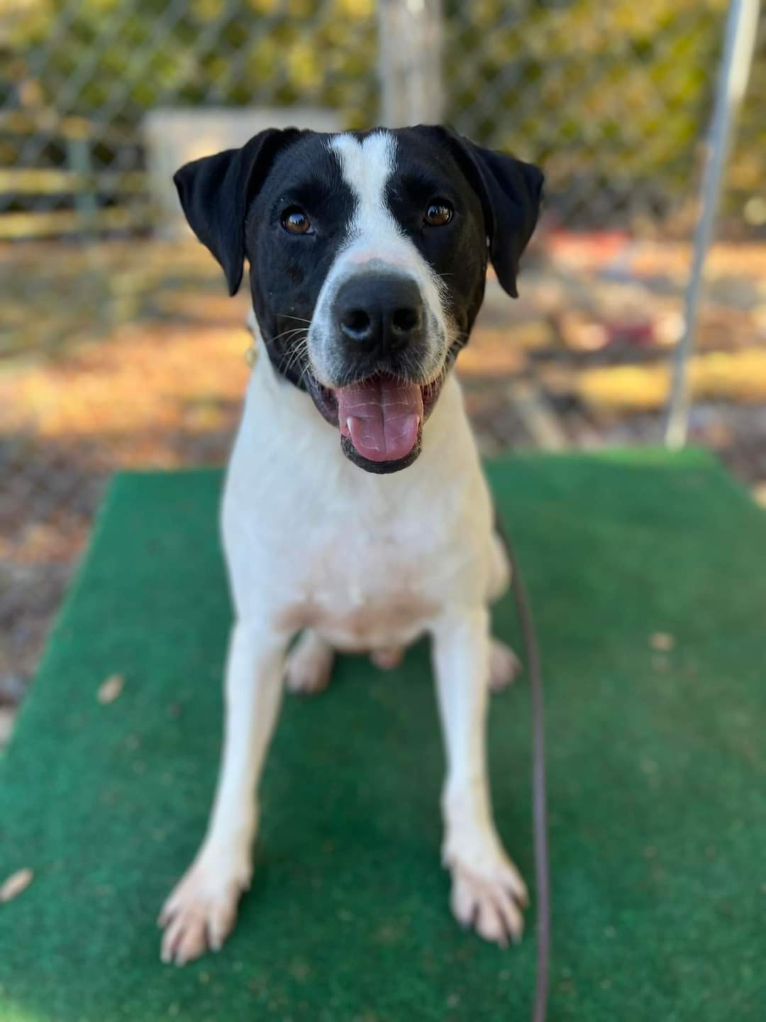 Dawson, a Adoptable mixed breed in Sylacauga, AL image 1/2