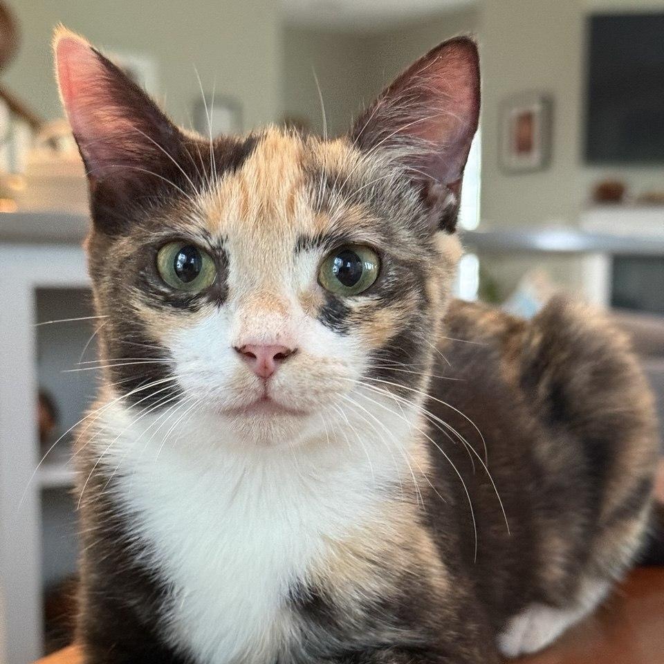 Chelsea, Adopted, Kitten Female Domestic Short Hair.