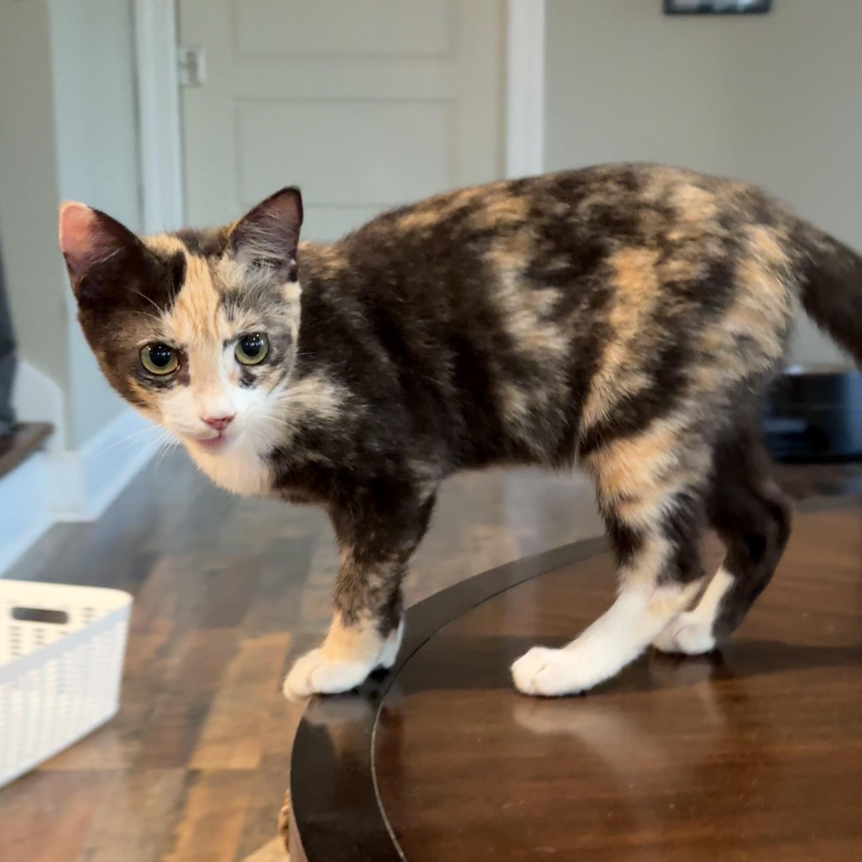 Enlarge Chelsea, a Adopted Domestic Short Hair in Beaufort, SC image 2/4